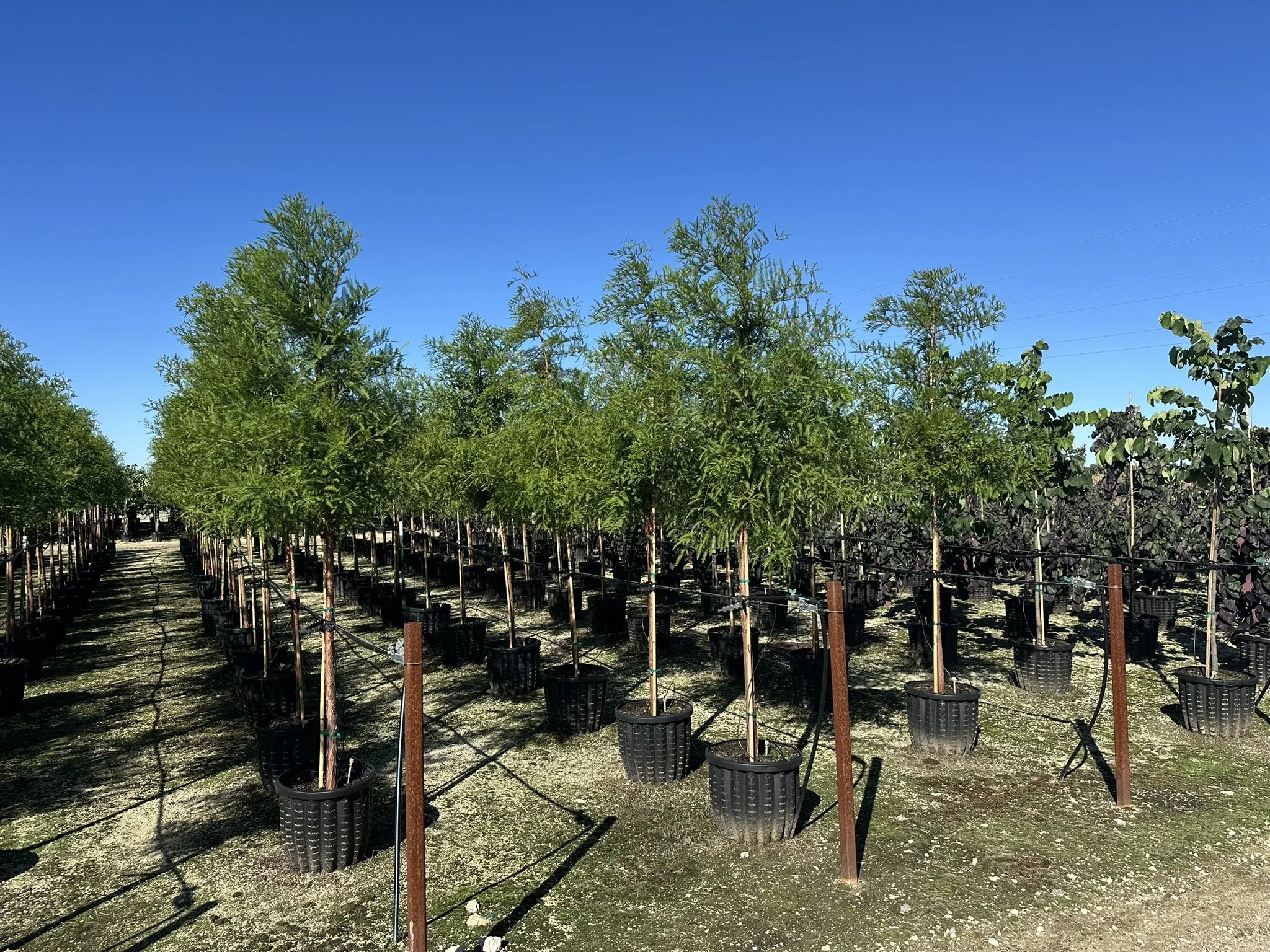 Taxodium distichum 2.JPEG