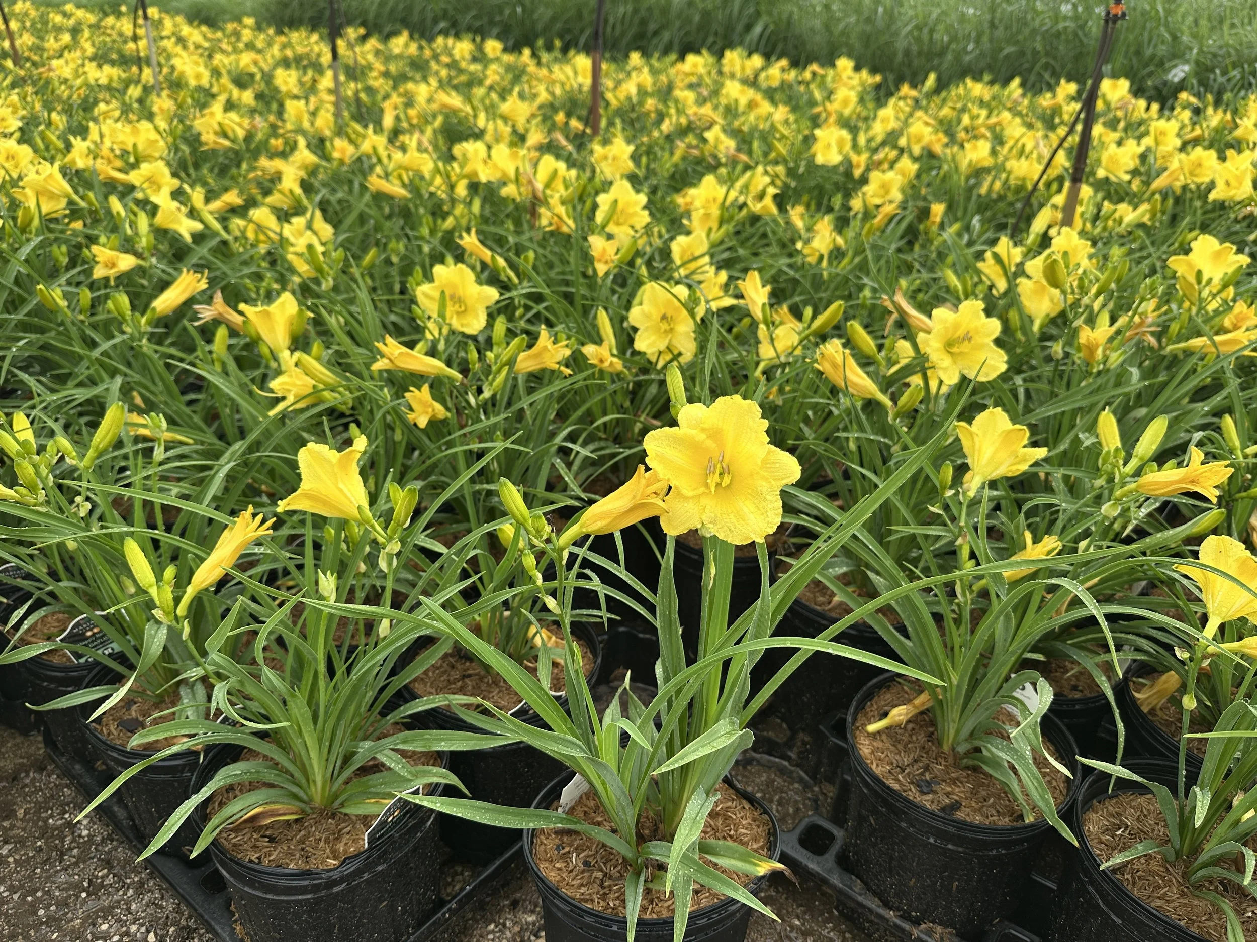 Hemerocallis 'Happy Returns'