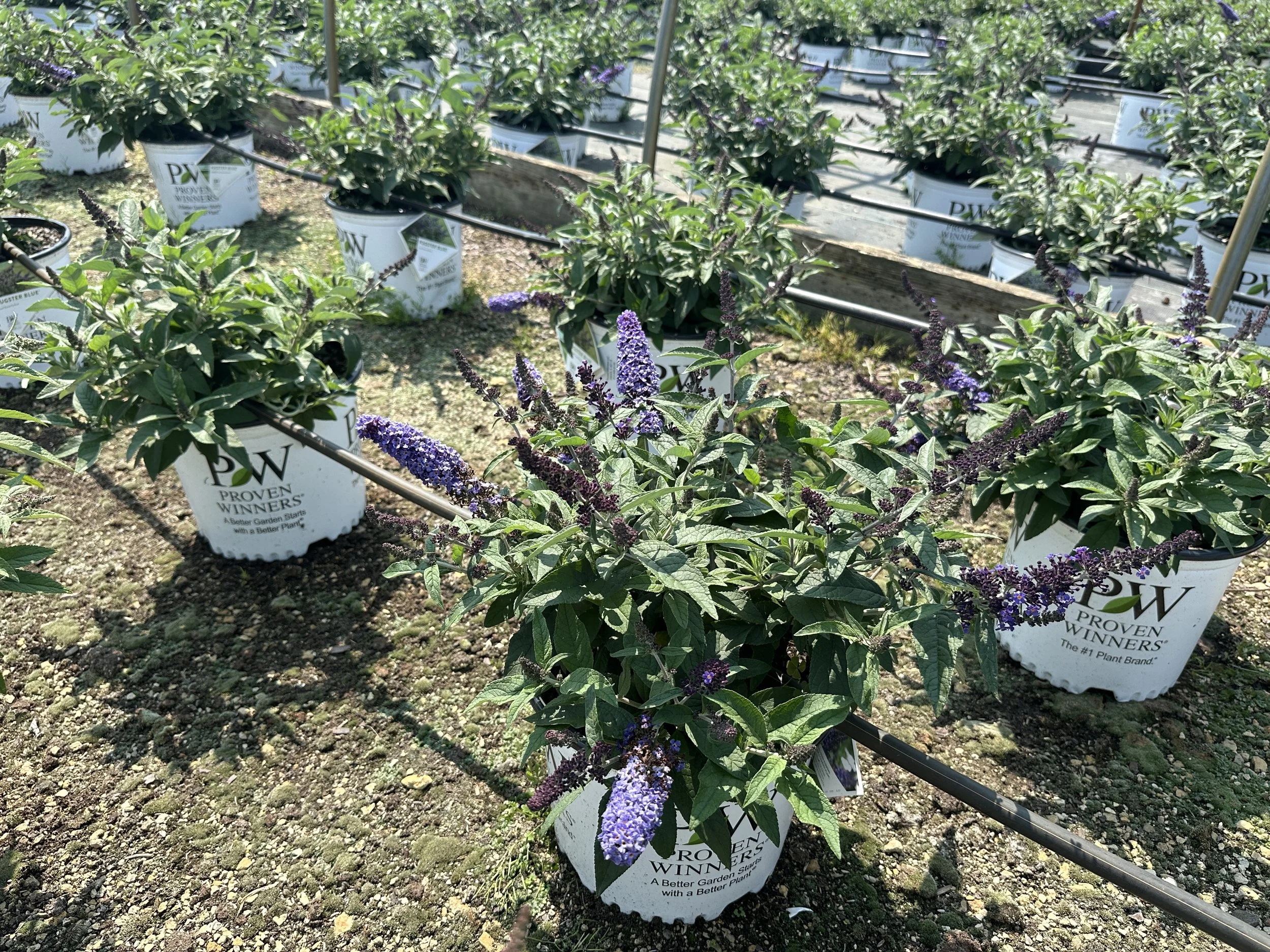 Buddleia Pugster Blue® 'SMNBDBT' PP28794