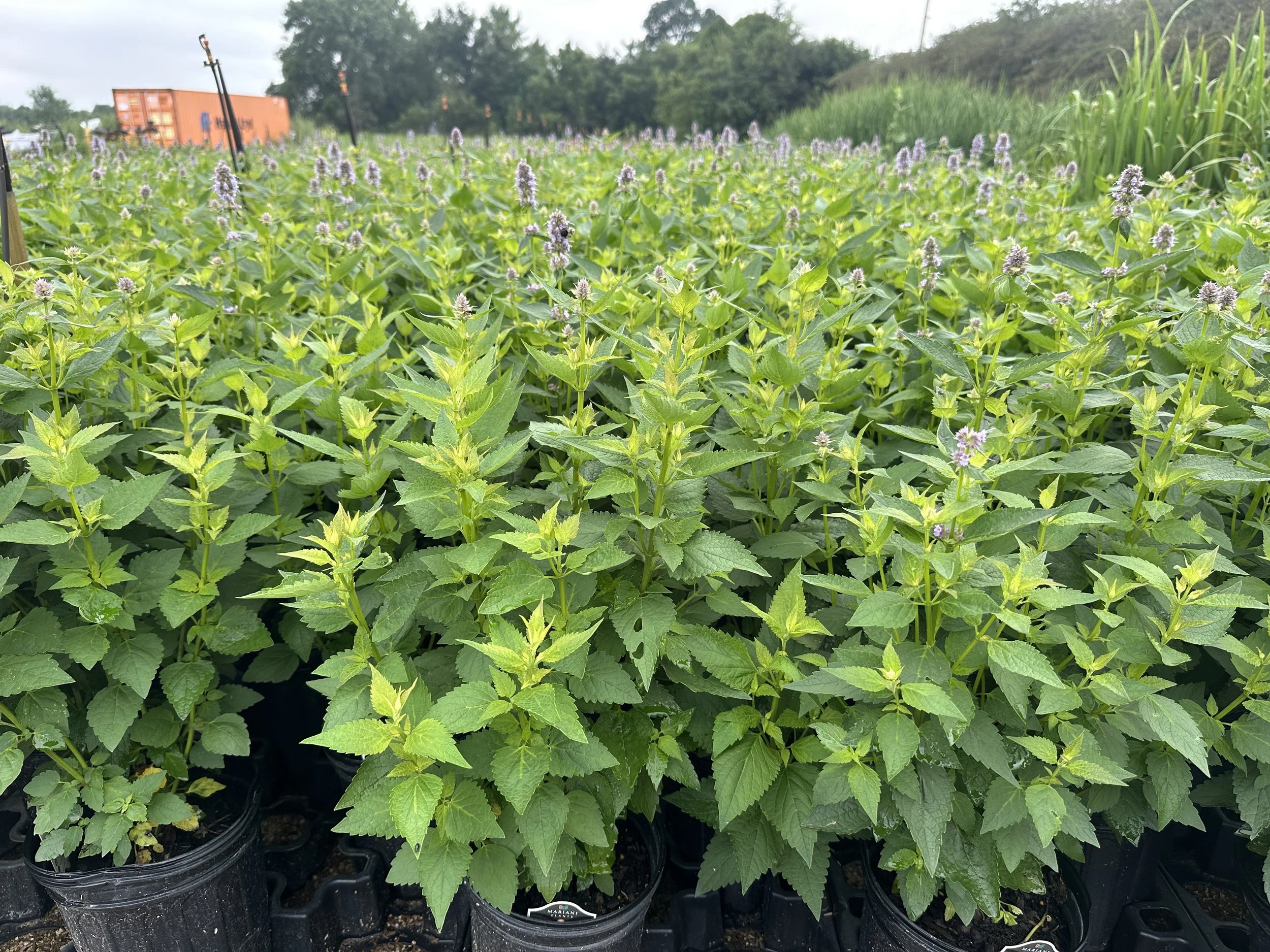 Agastache 'Blue Fortune'
