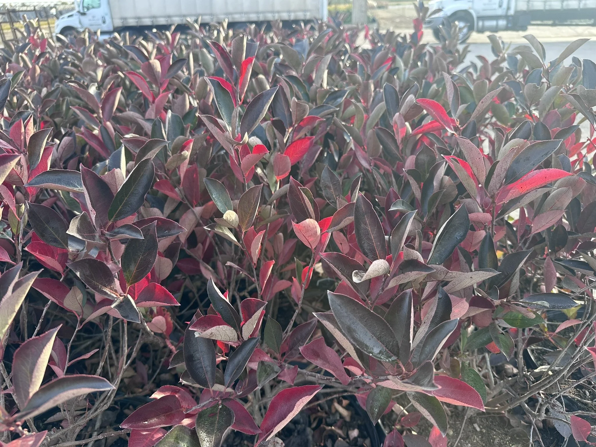Aronia melanocarpa Iroquois Beauty™ 'Morton'