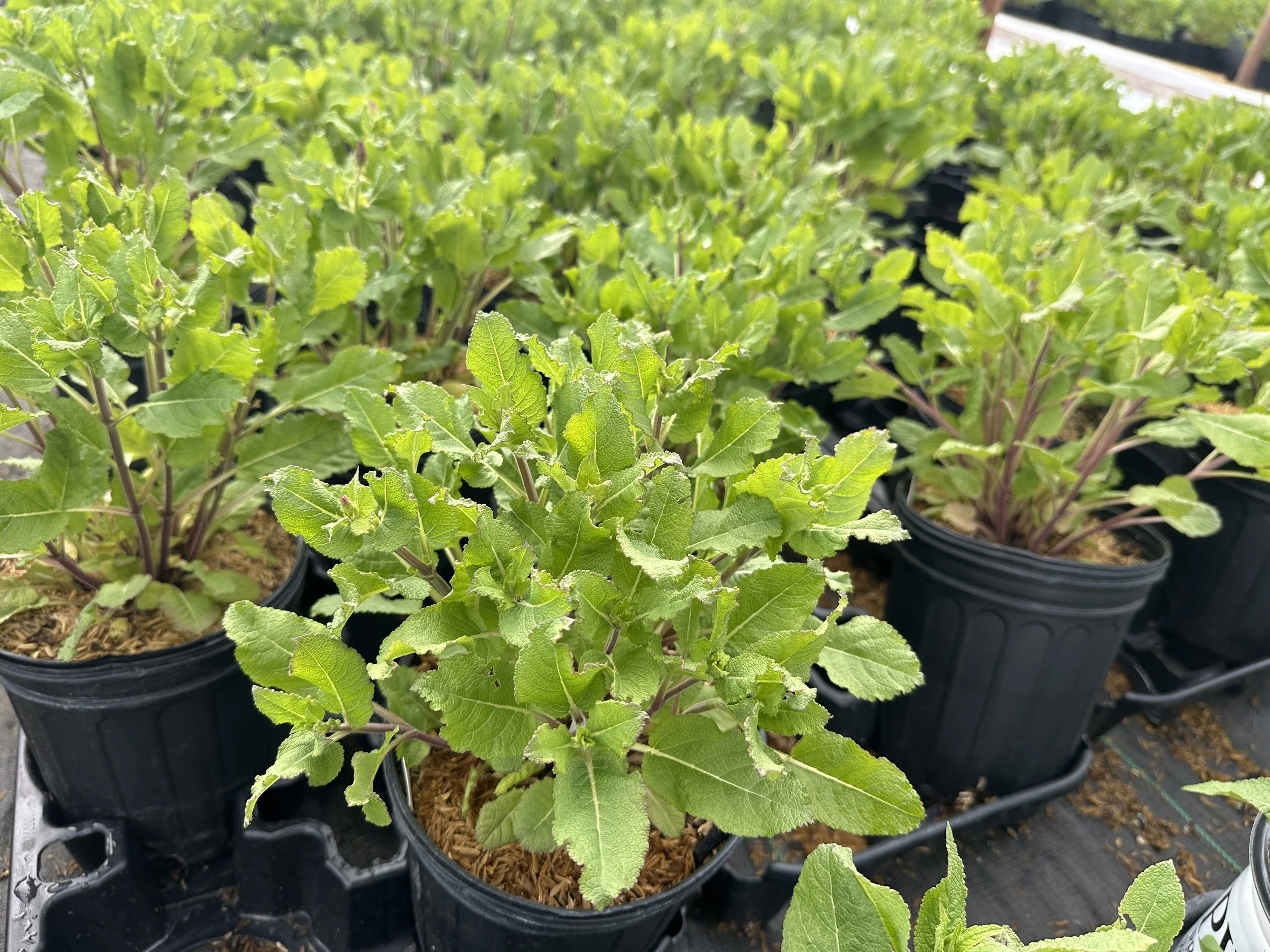 Salvia nemorosa 'Rose Marvel' PP30118
