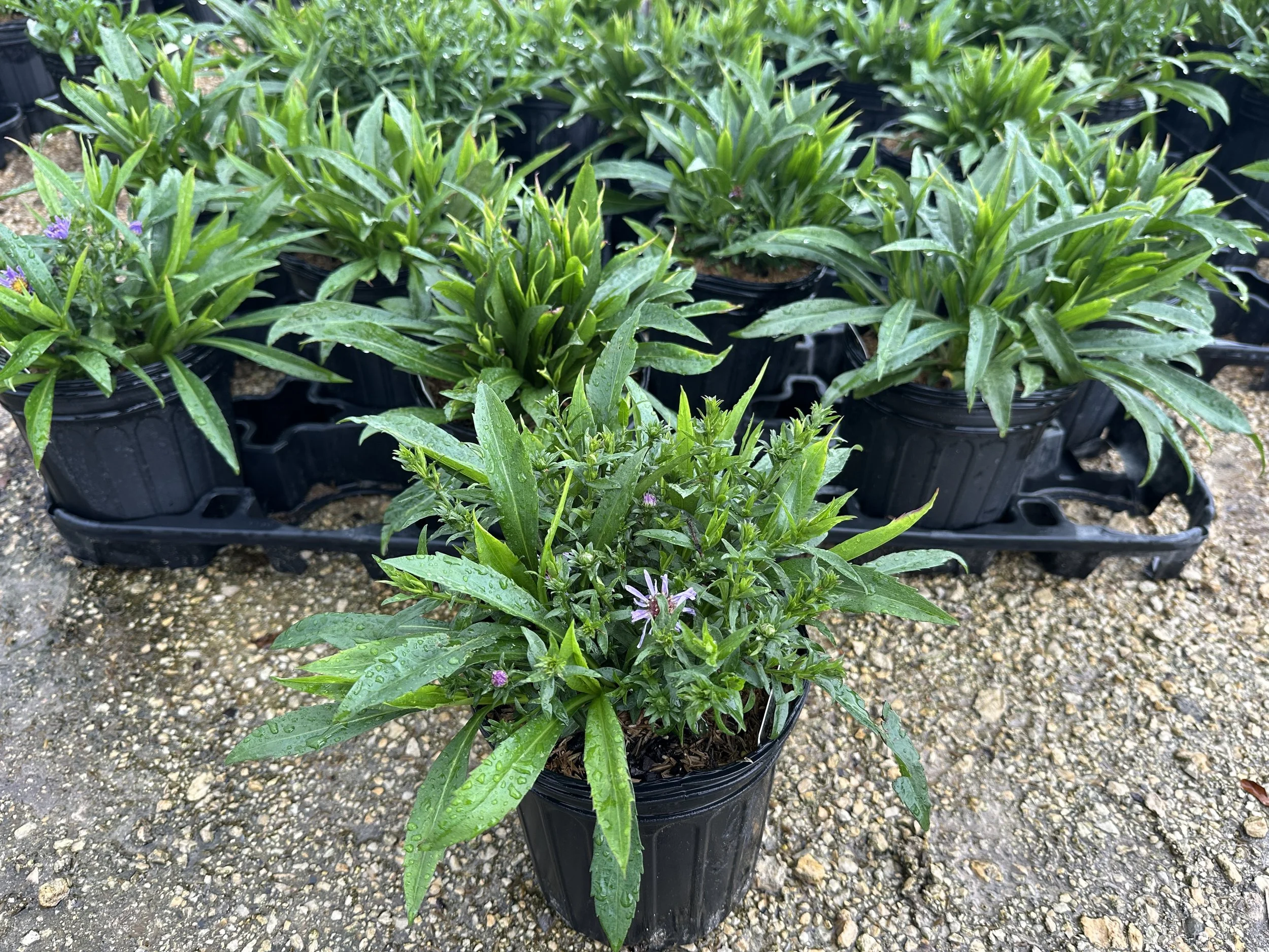 Aster 'Wood's Light Blue'
