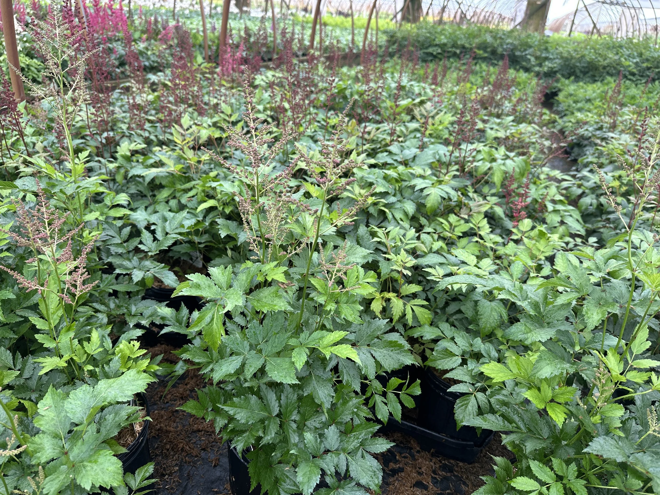 Astilbe japonica 'Rheinland'