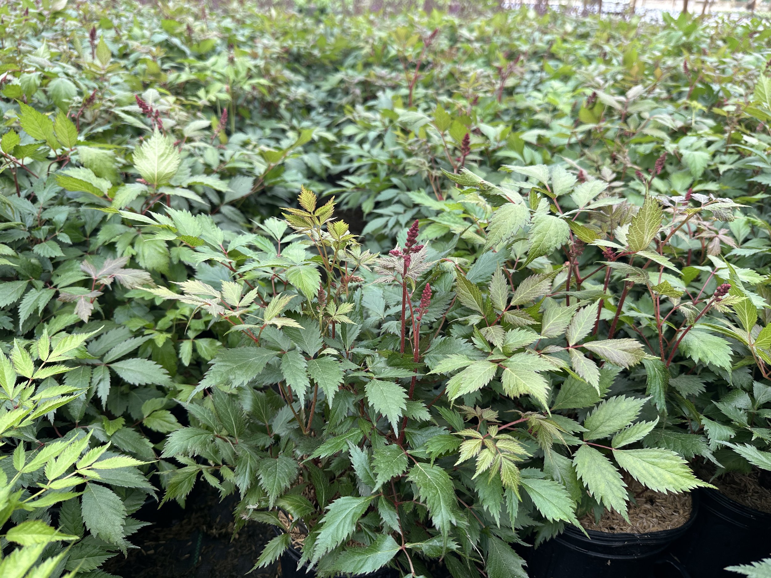 Astilbe x arendsii 'Fanal'