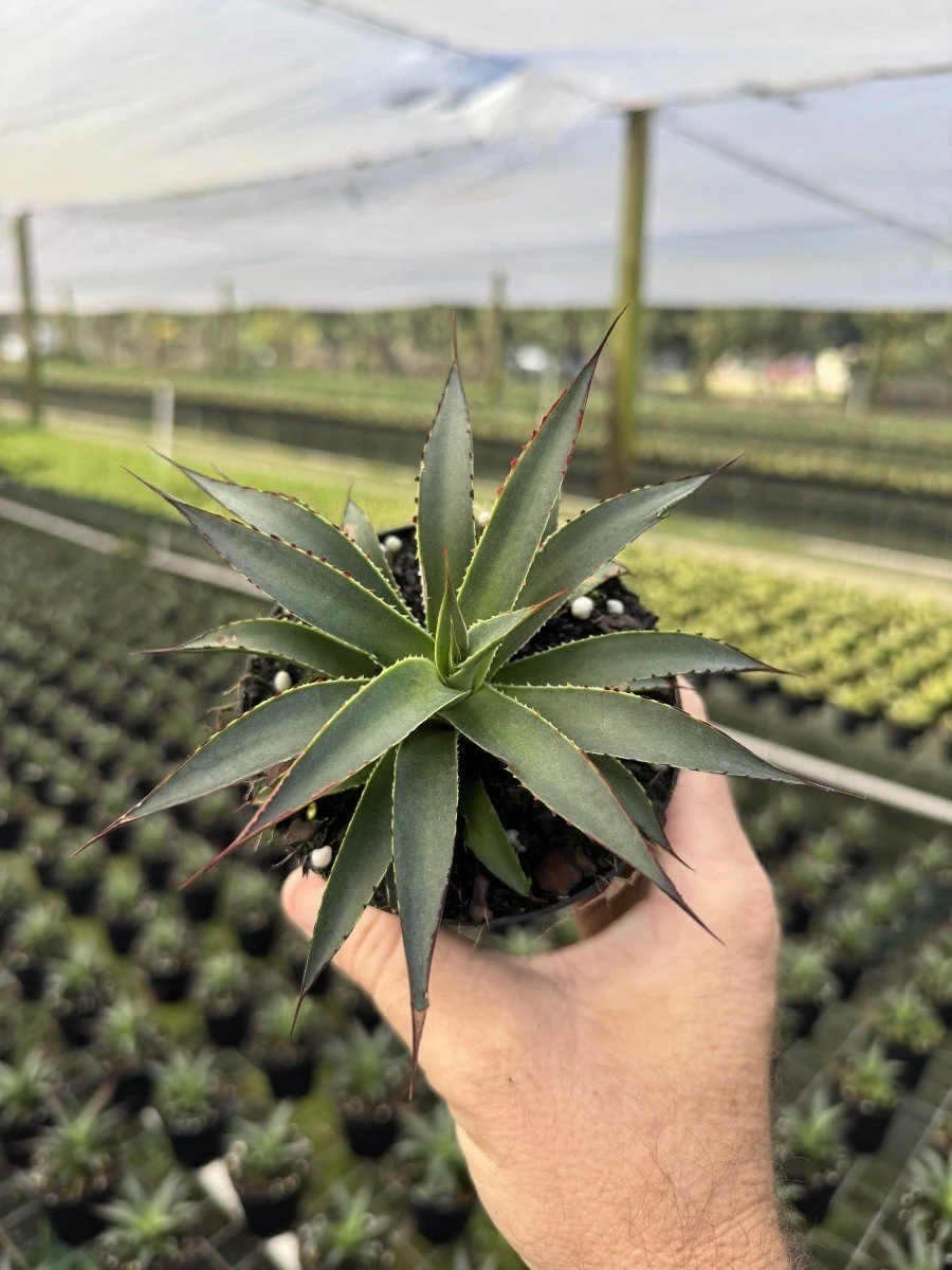 4IN Aloe Blue Glow.jpg