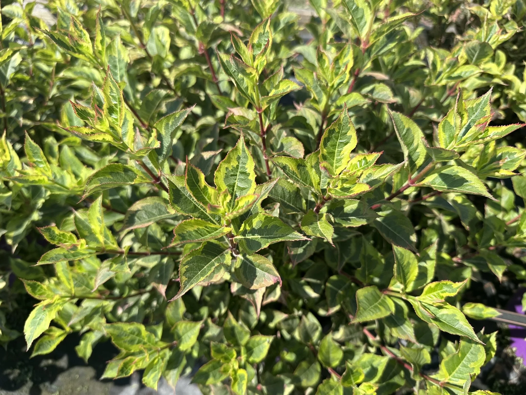 Weigela florida Rainbow Sensation™ 'Kolmagira' PP20384