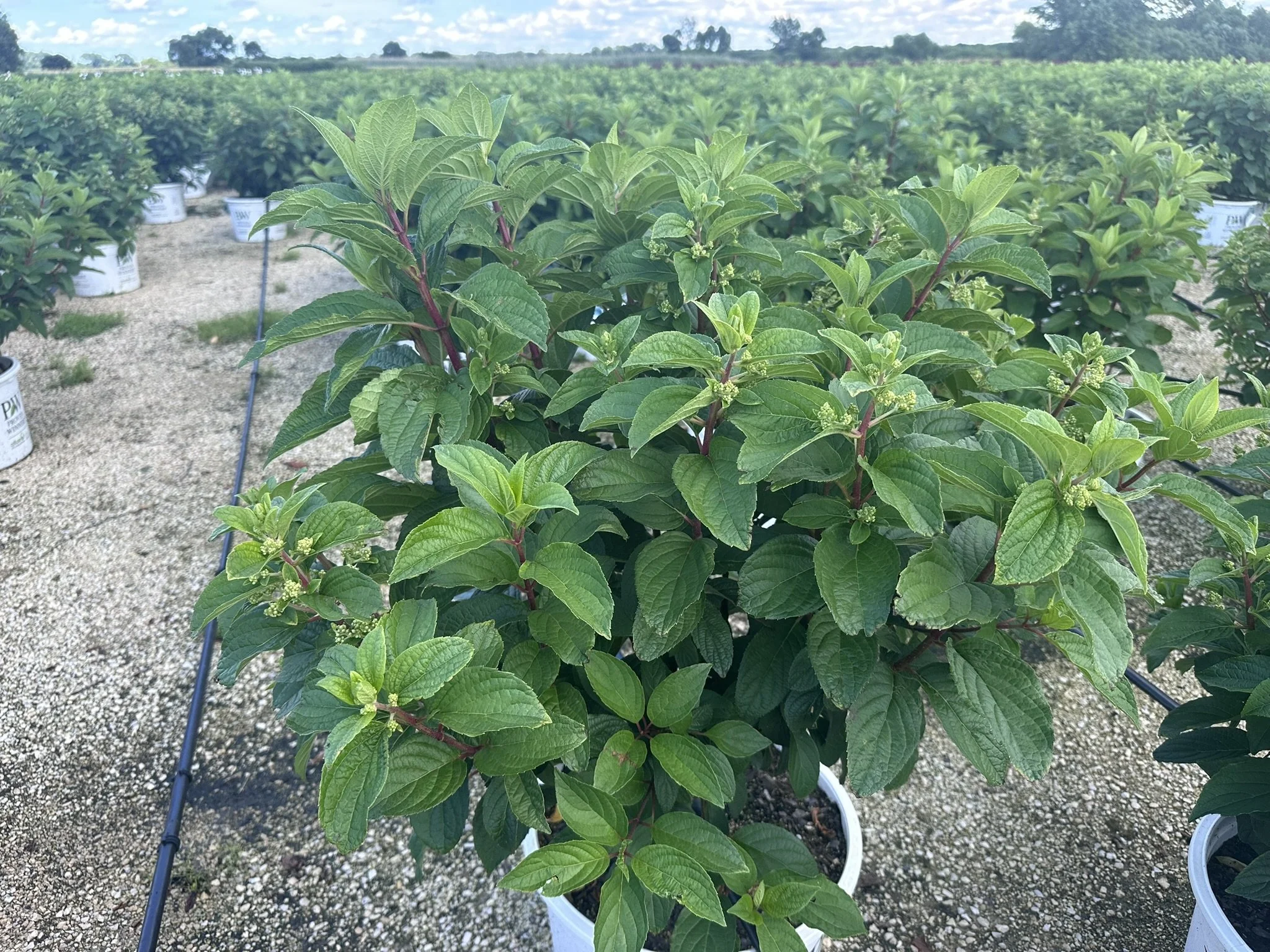 Hydrangea paniculata Pinky Winky® 'DVPPinky' PP16166
