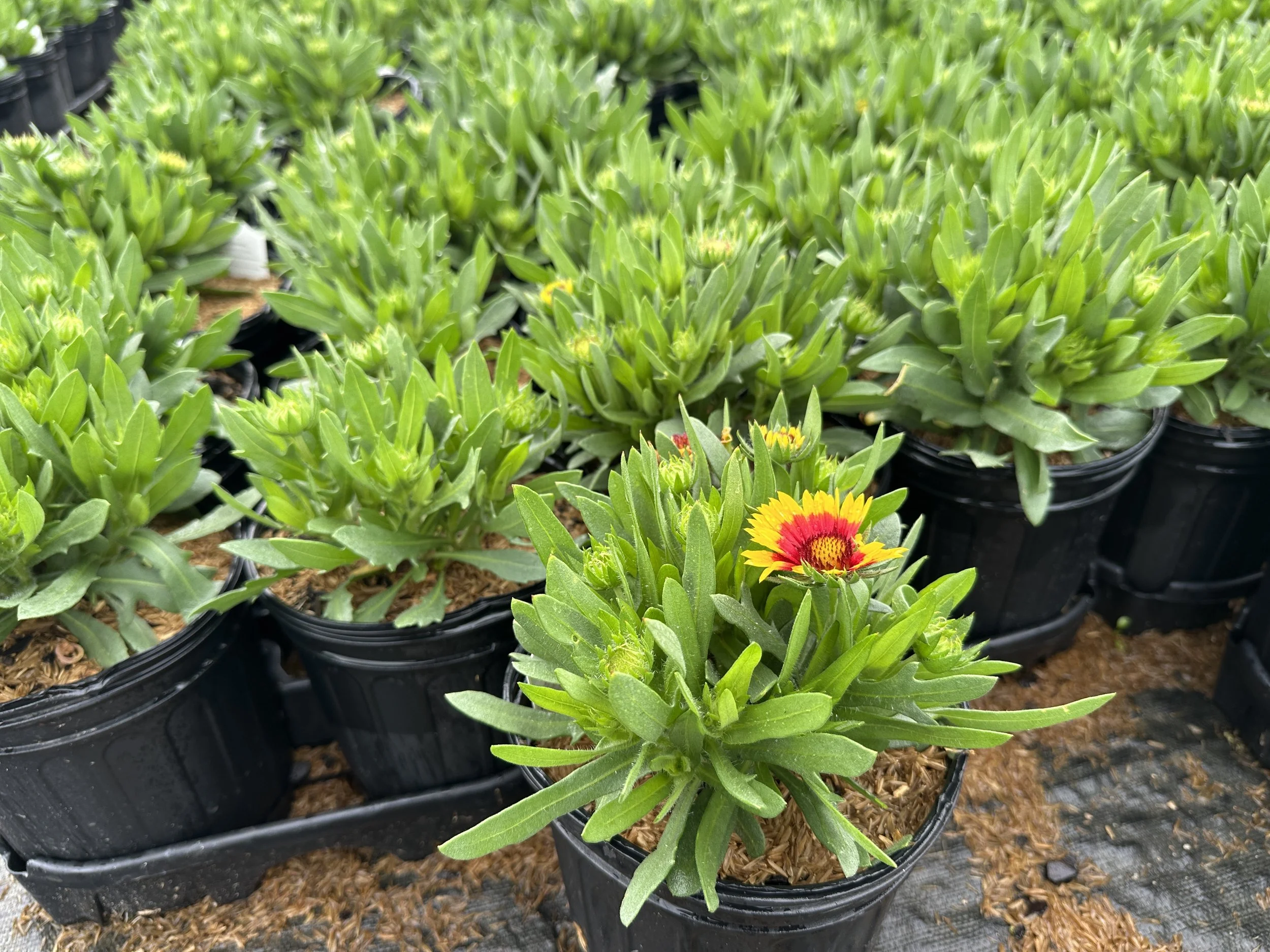 Gaillardia aristata SpinTop® Red Starburst
