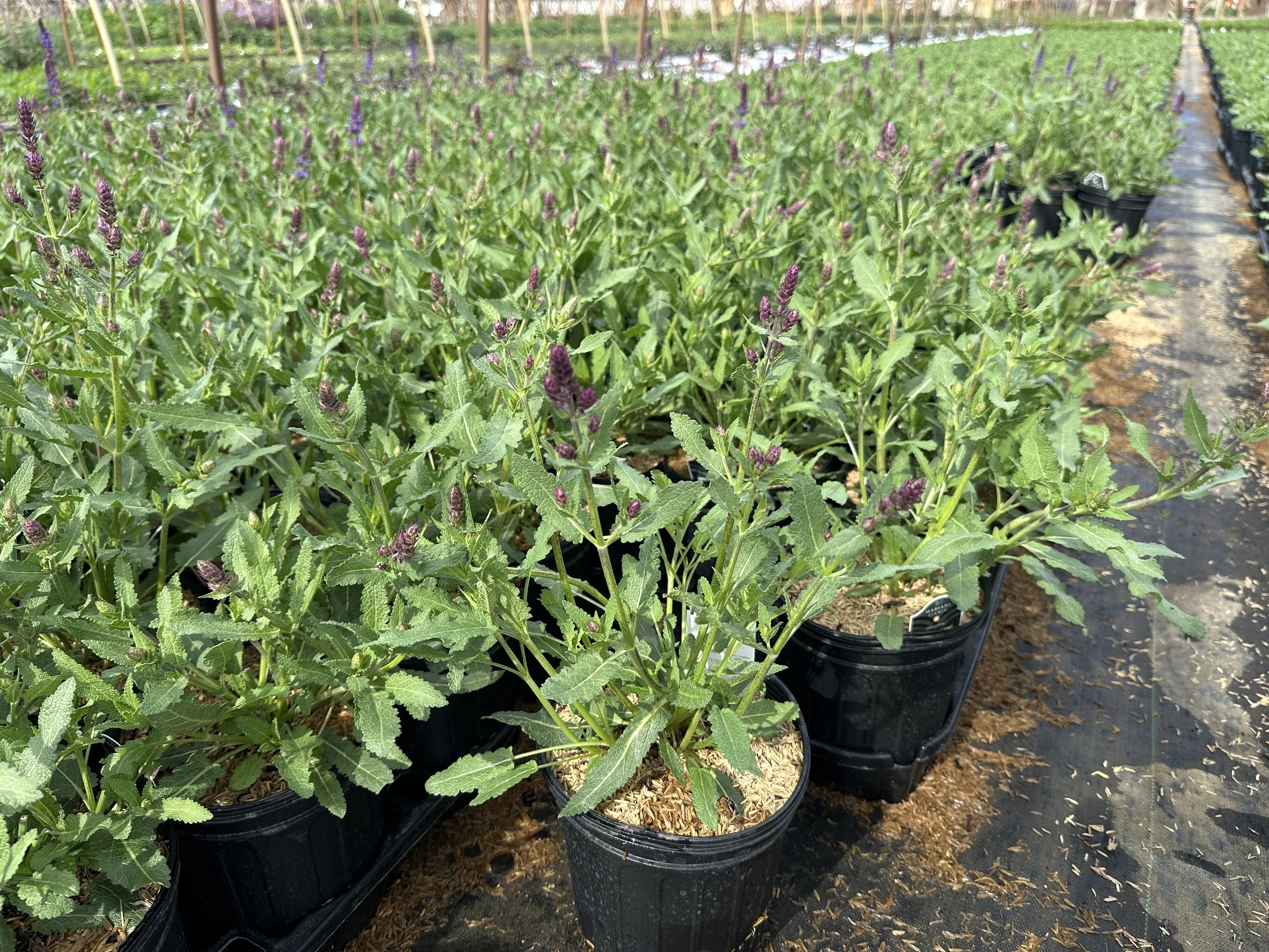 Salvia nemorosa 'Wesuwe'