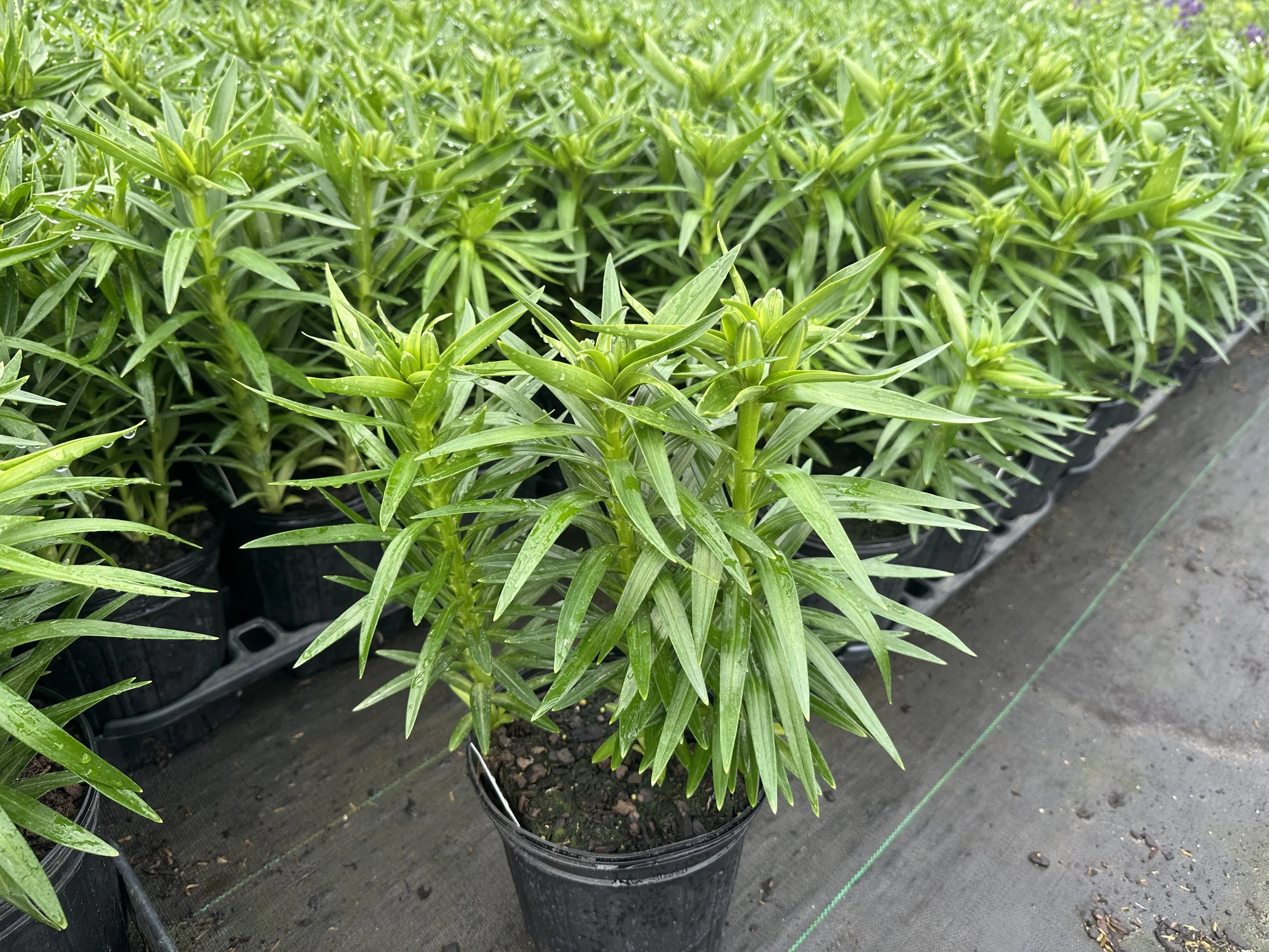 Lilium 'Tiny Bee' PP16255 (Yellow)