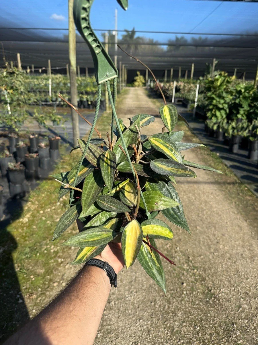 Hoya Macrophylla 'Pot of Gold'