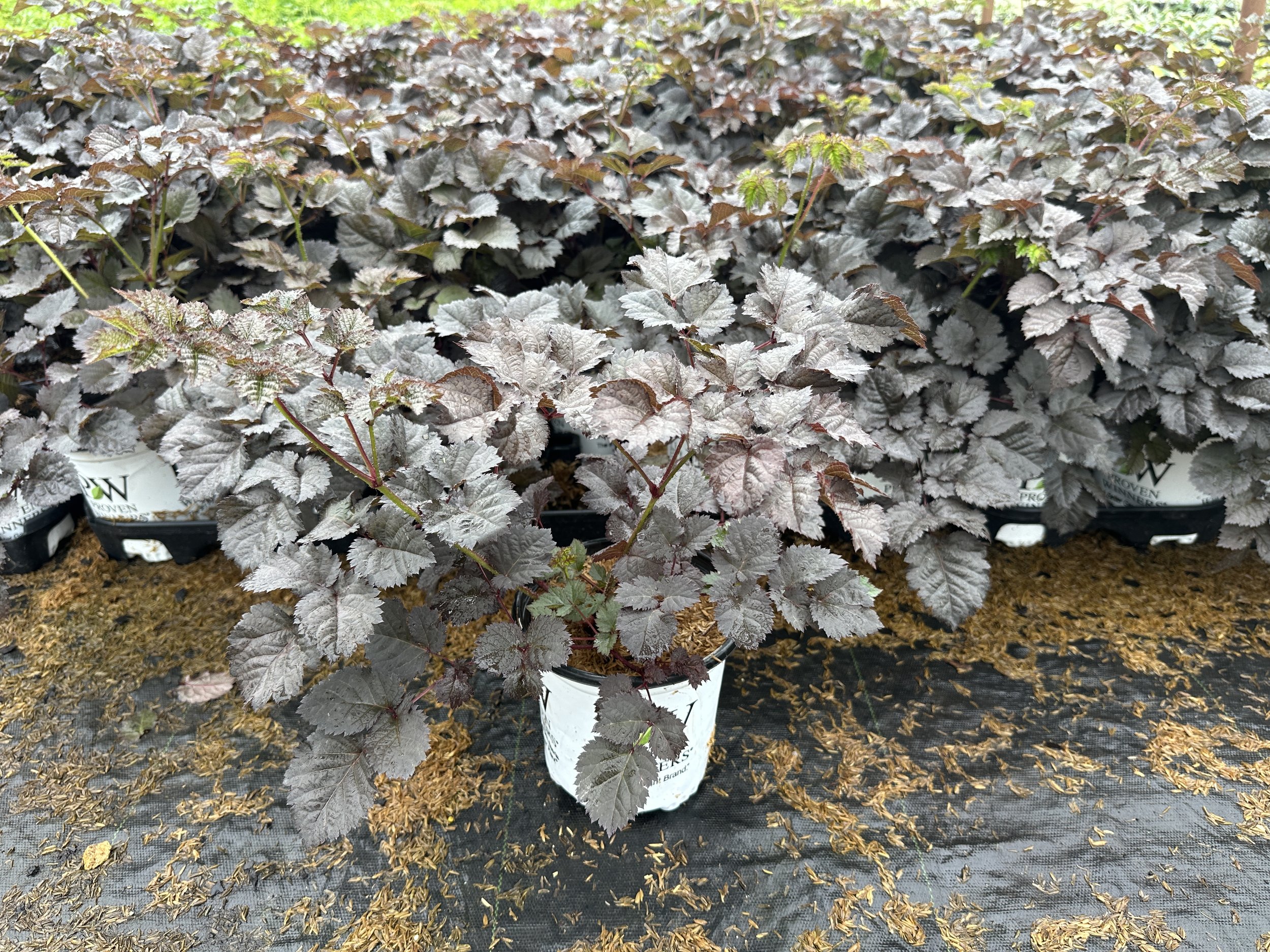 Astilbe chinensis 'Dark Side of the Moon' PP35461