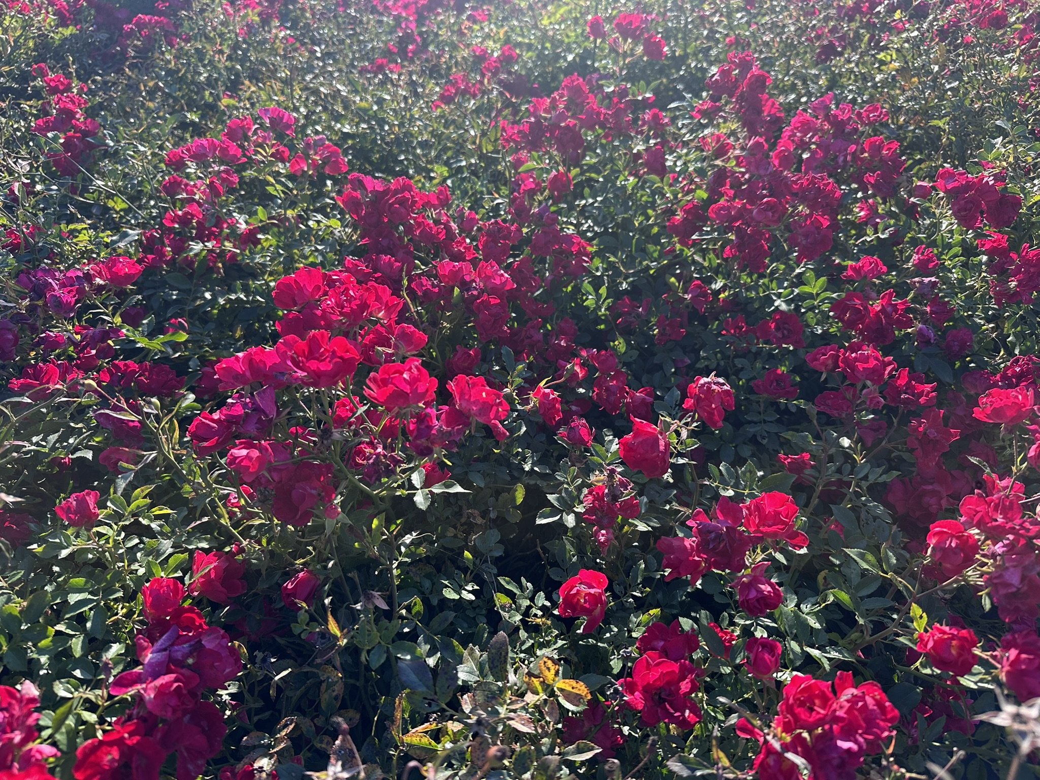 Rosa Red Drift® 'Meigalpio' PP17877