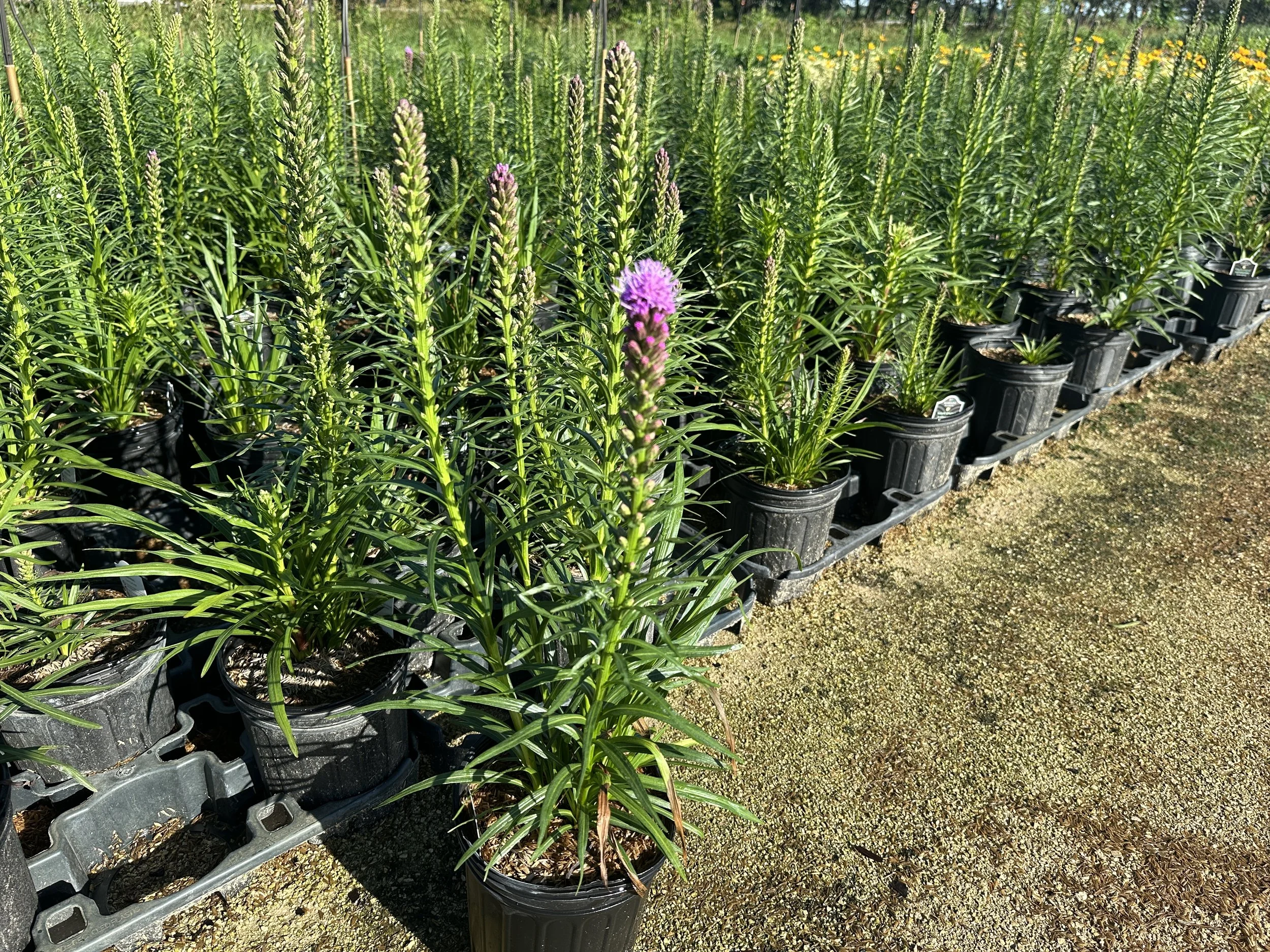 Liatris Kobold Original.JPG