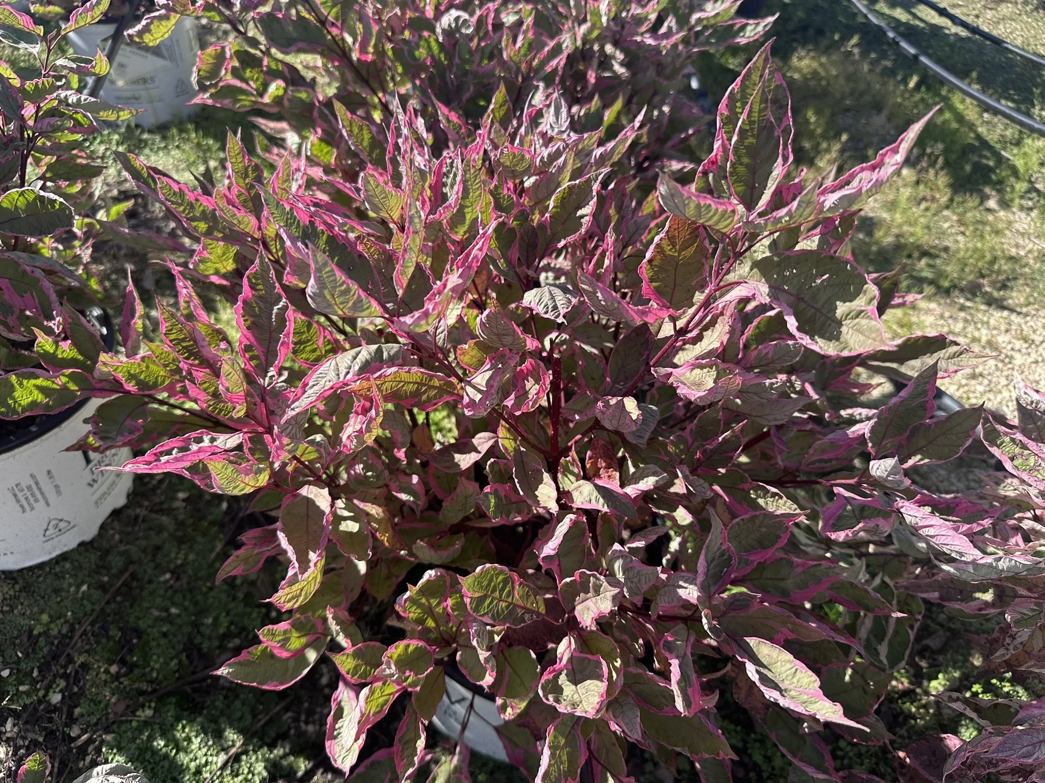Cornus Sgt. Pepper.JPEG