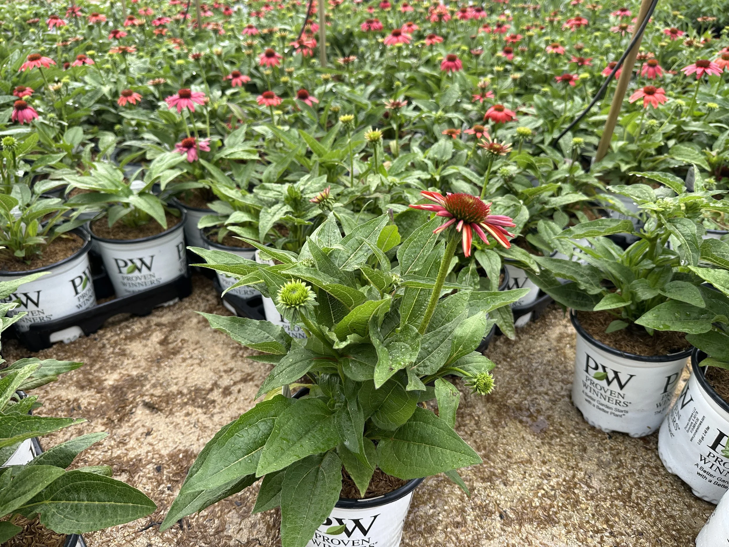 Echinacea Summersong™ Firefinch™