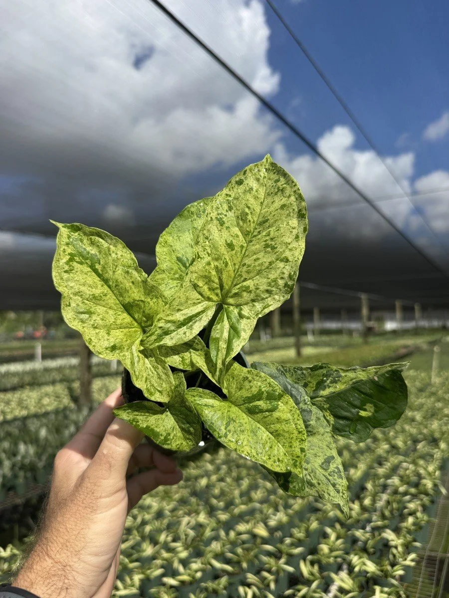 4IN Sygonium Mottled Mojito.jpg