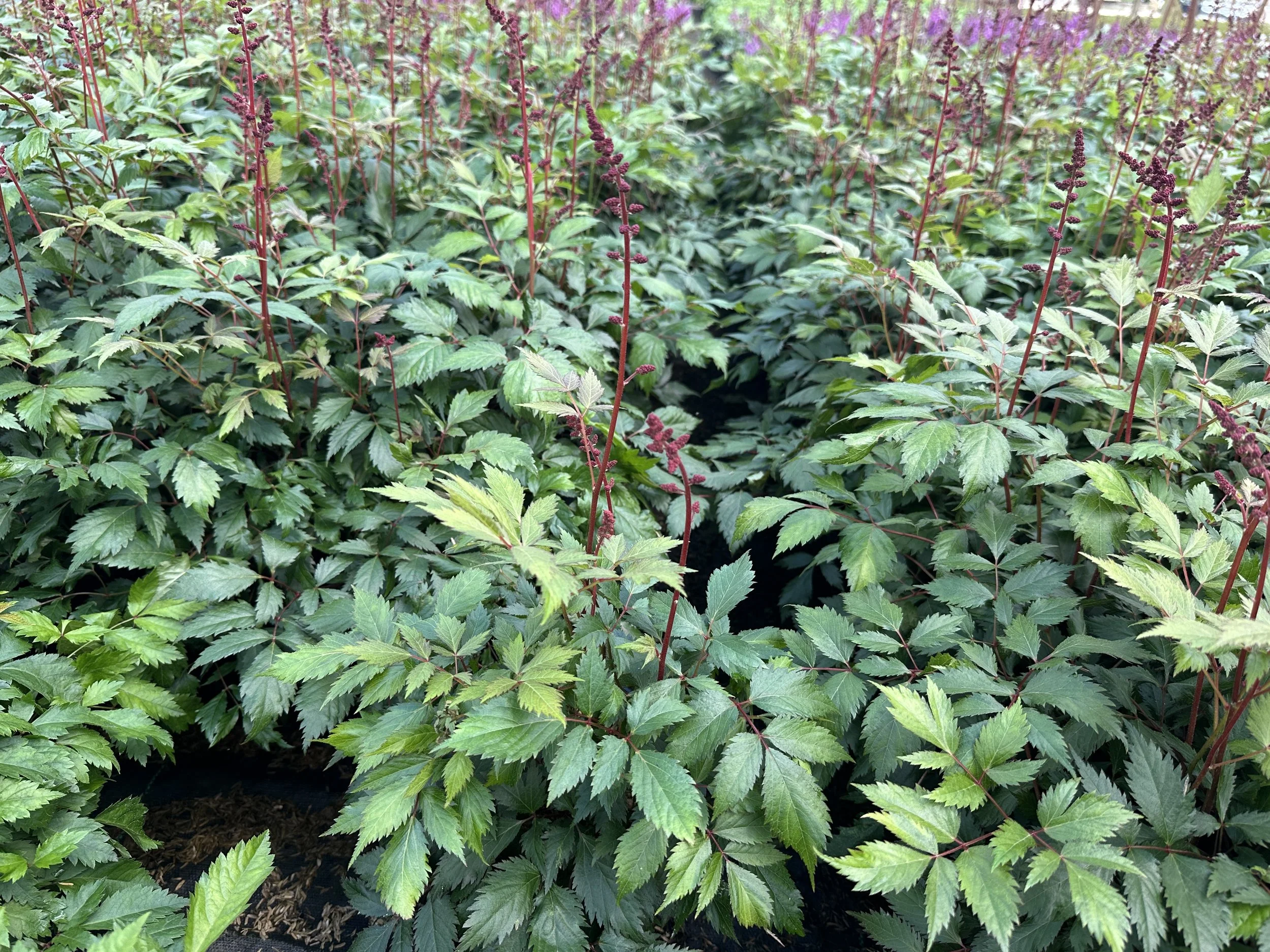 Astilbe x arendsii 'Fanal'