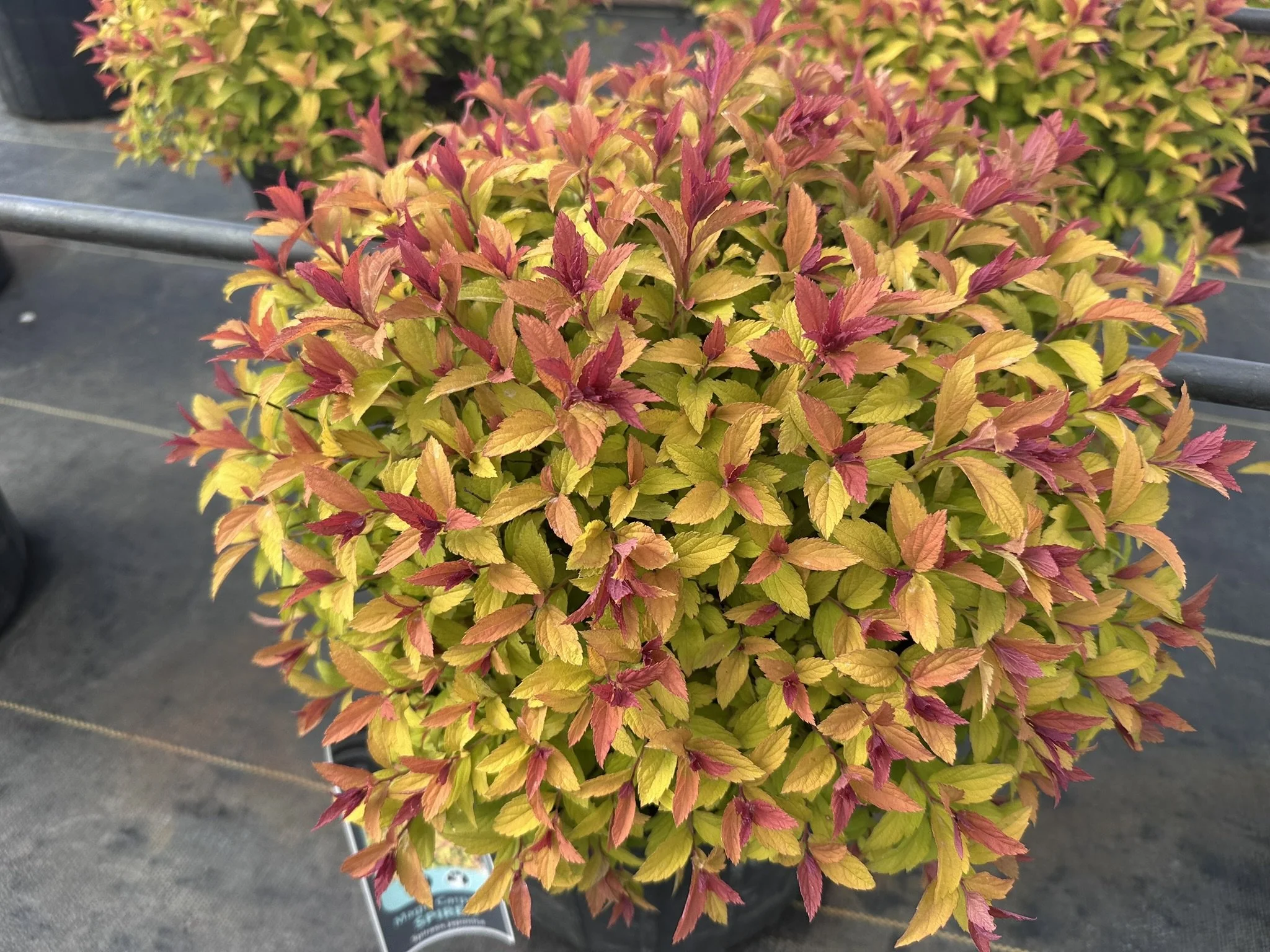 Spiraea japonica Magic Carpet™ 'Walbuma' PP9363