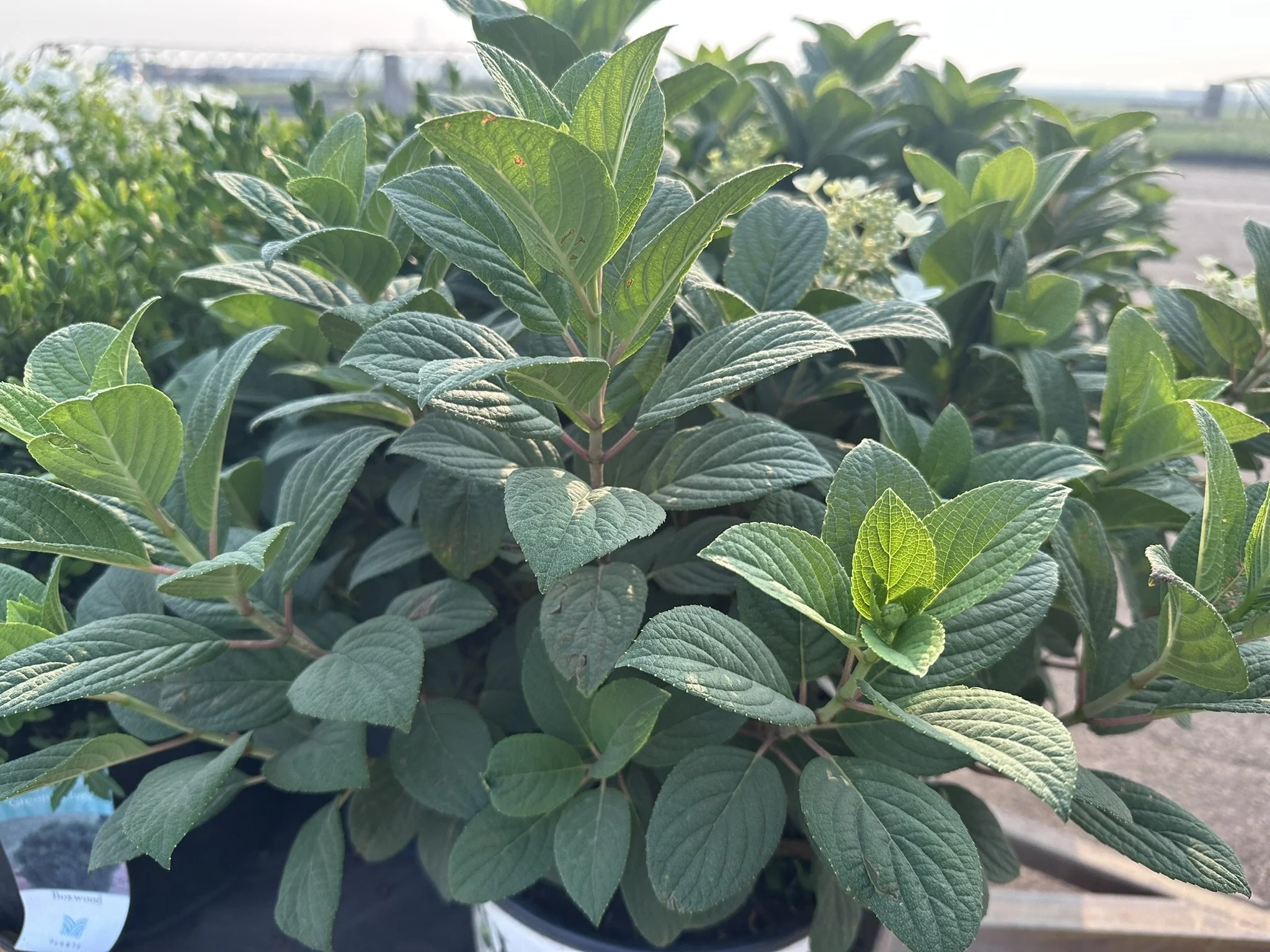 Hydrangea paniculata Little Quick Fire® 'SMHPLQF' PP25136