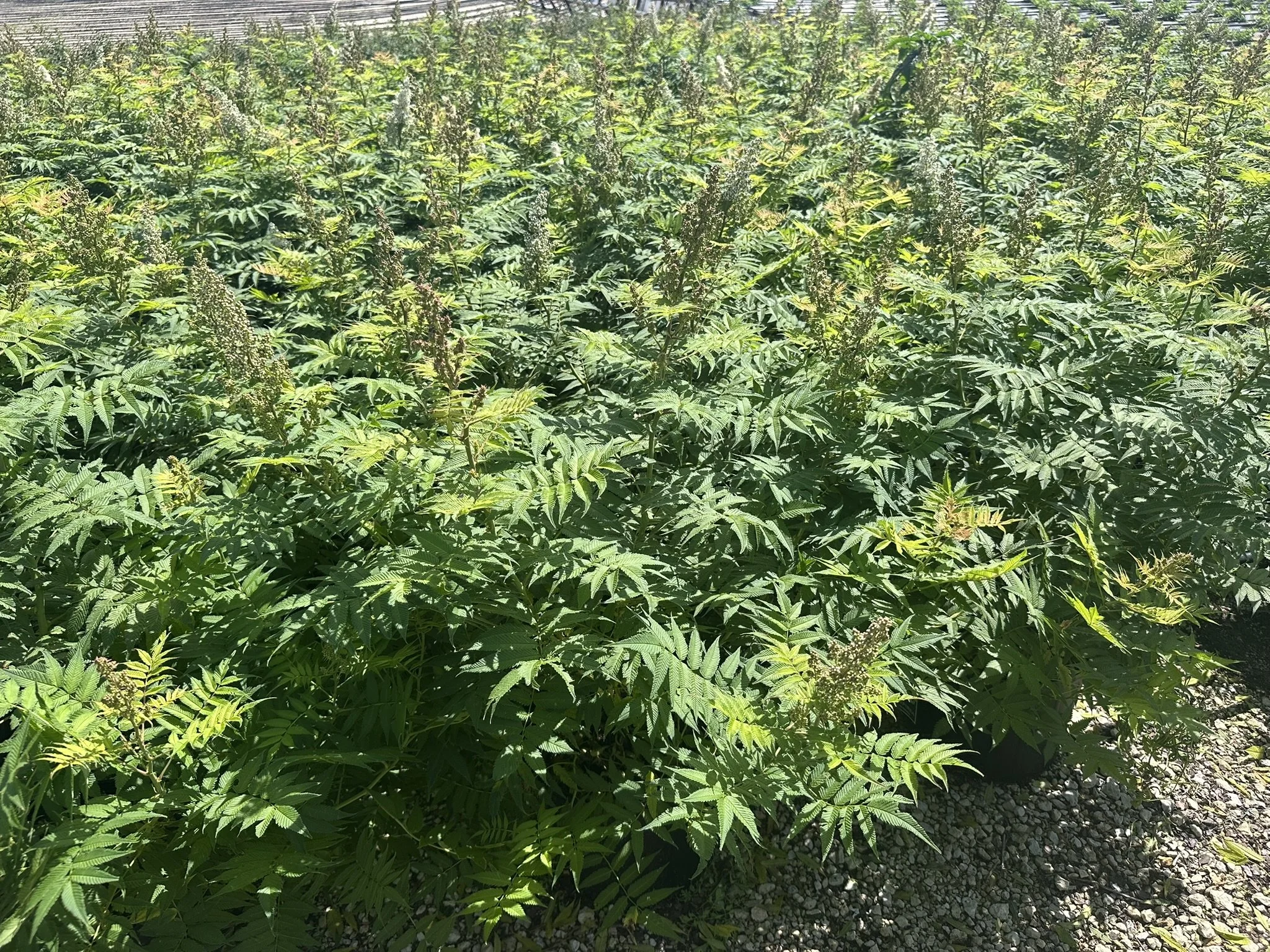 Sorbaria sorbifolia 'Sem' PP16336