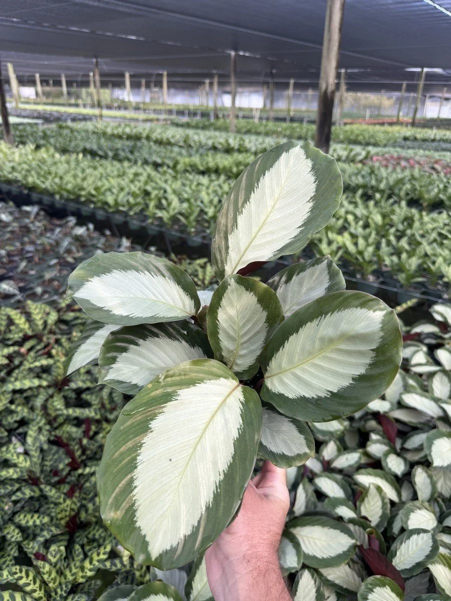 6IN Calathea Royal Standard.jpg