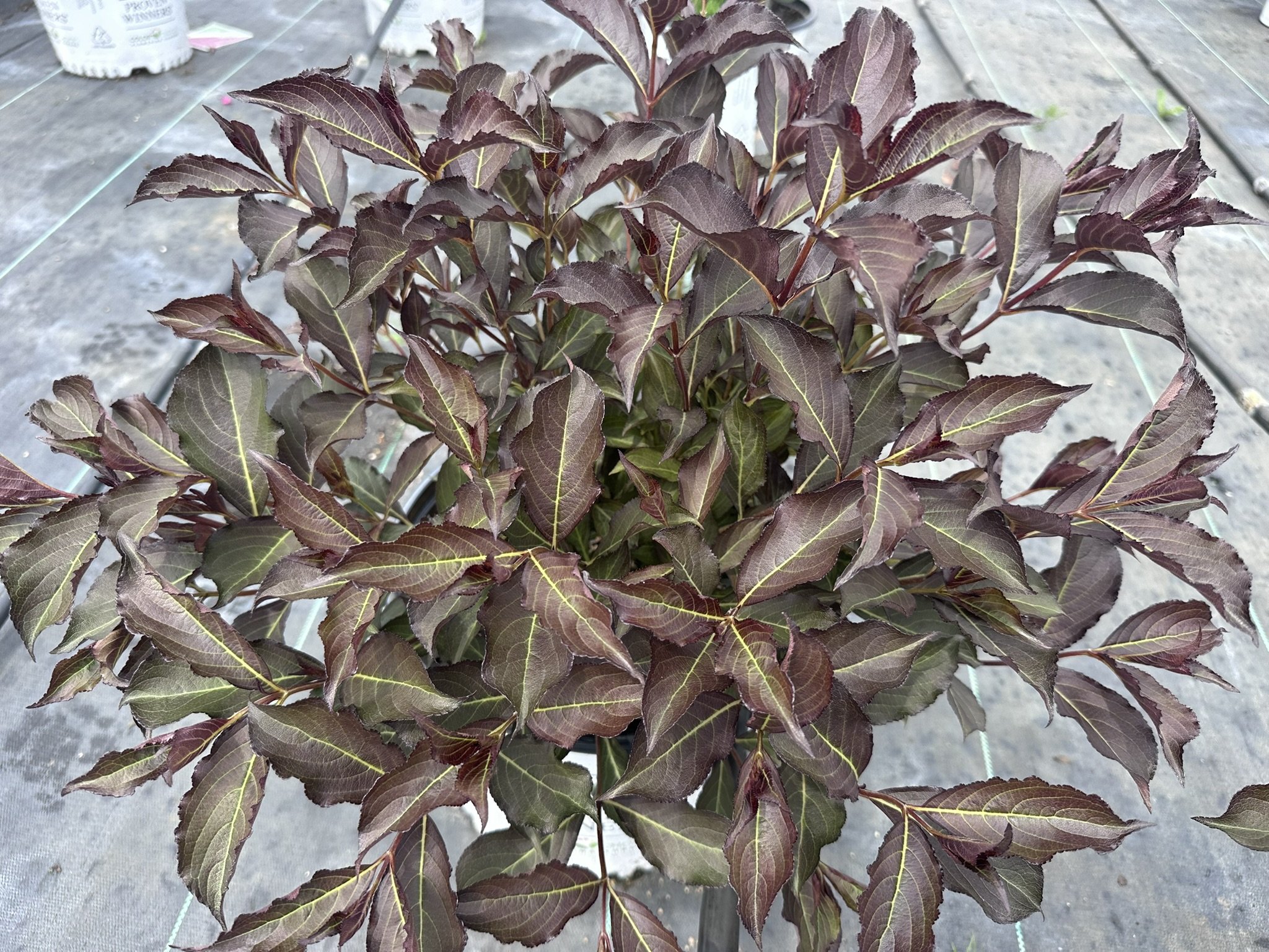 Weigela florida Wine & Roses® 'Alexandra' PP10772