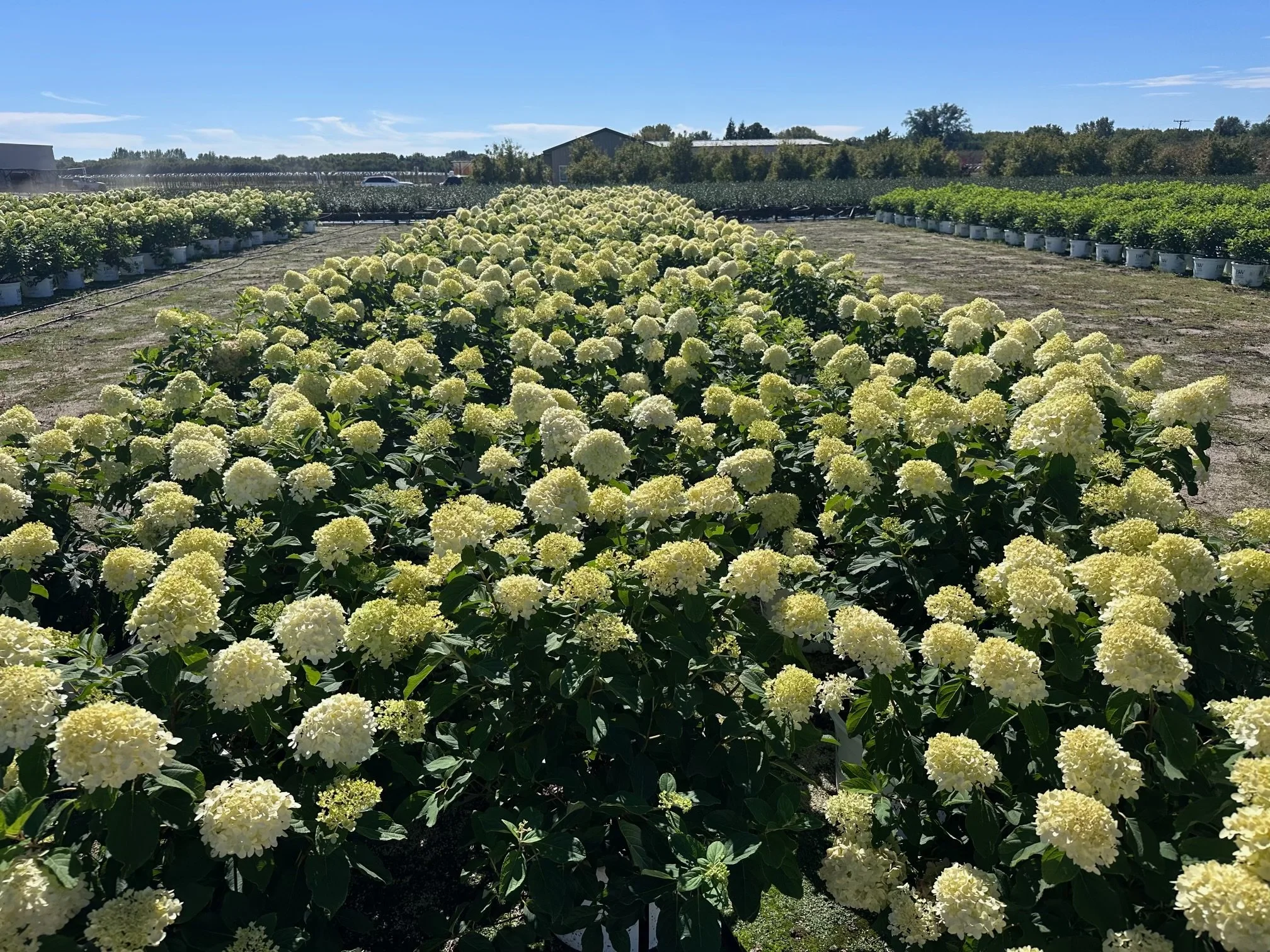 Hydrangea paniculata 'Limelight' PP12874