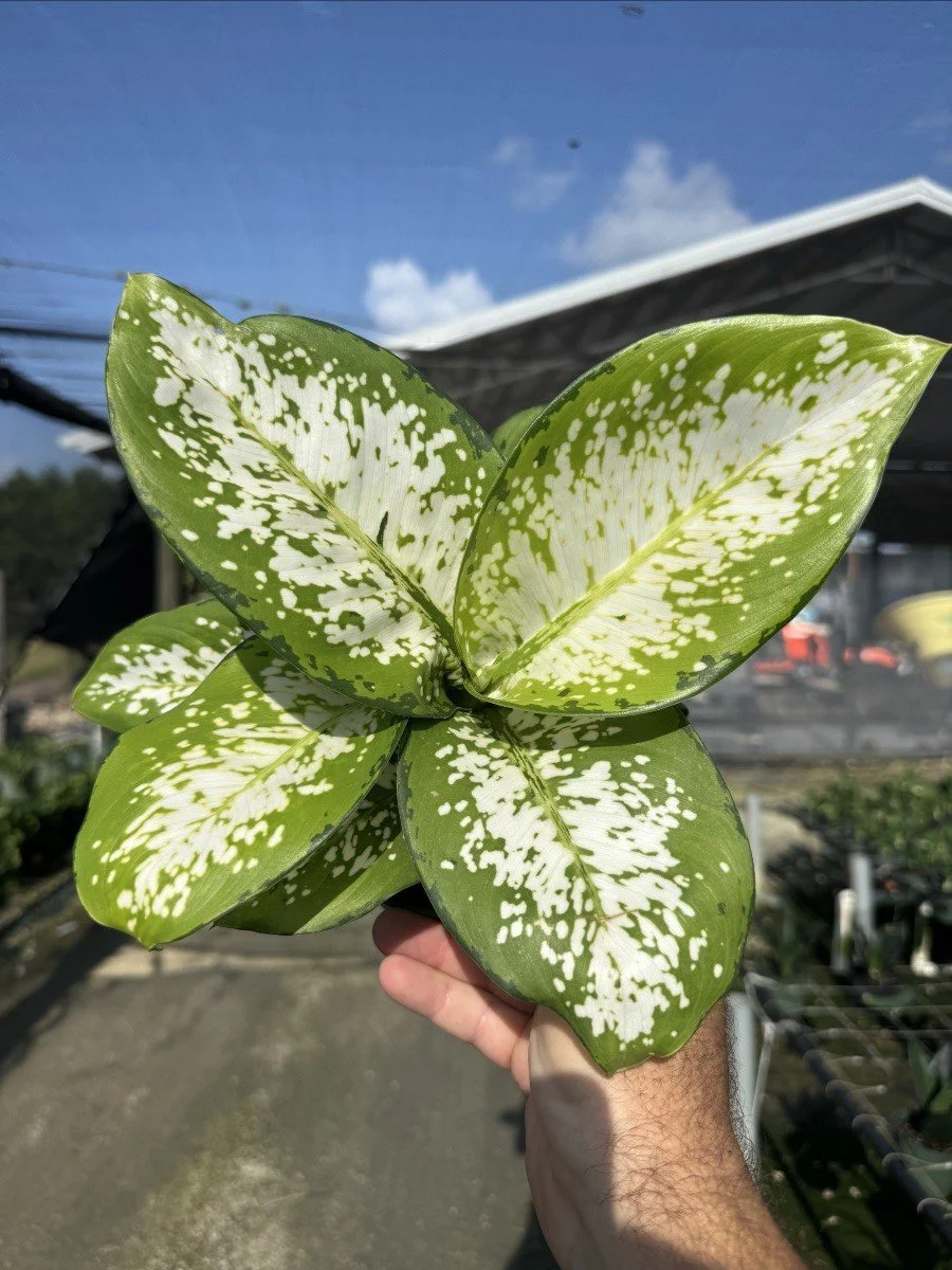 Dieffenbachia 'Delilah'
