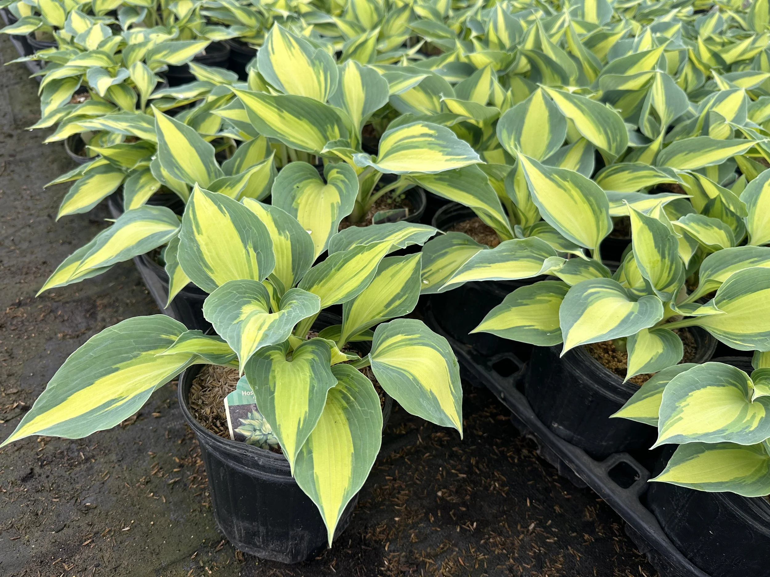 Hosta June.JPG