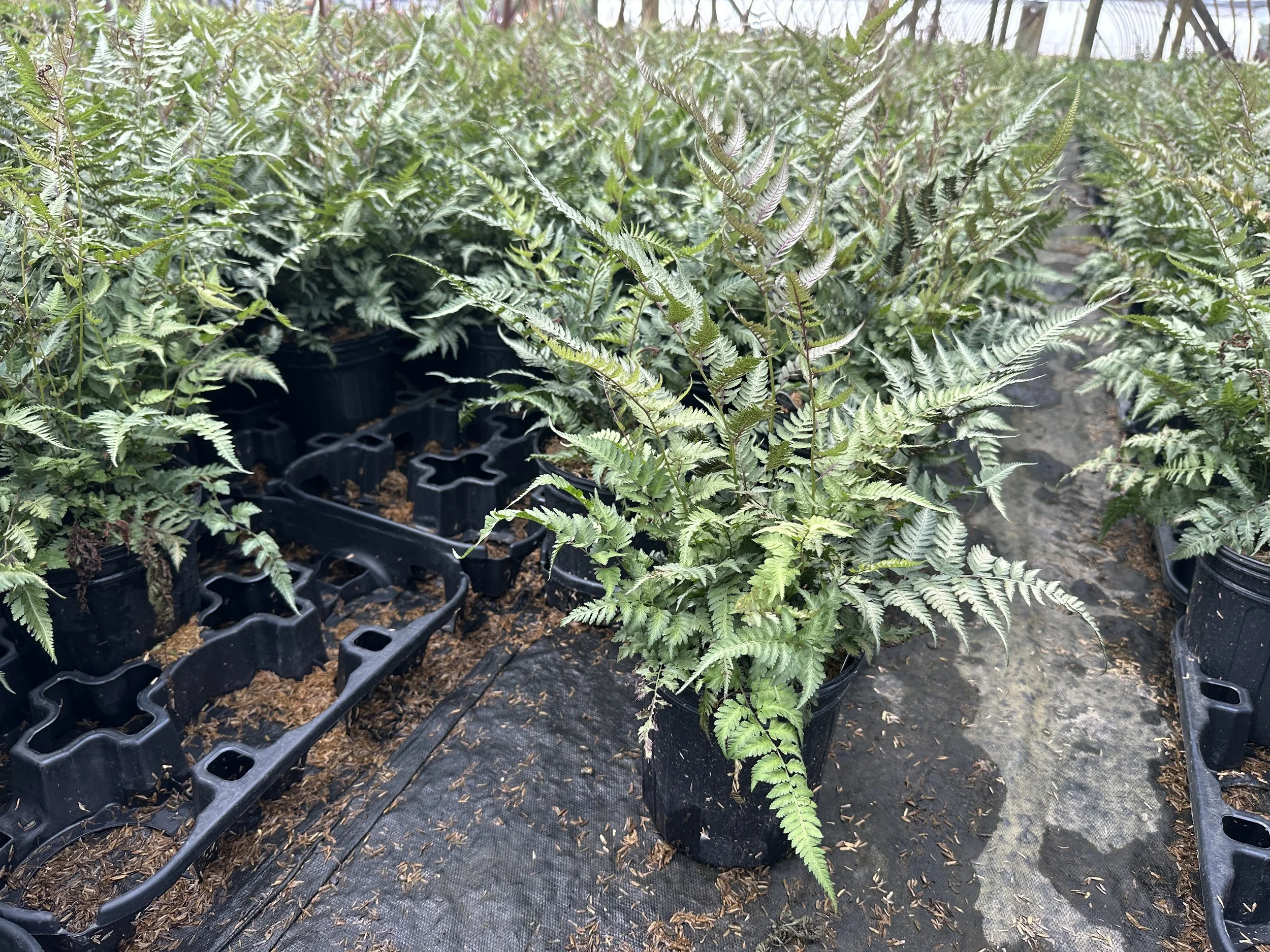 Athyrium niponicum 'Pictum'