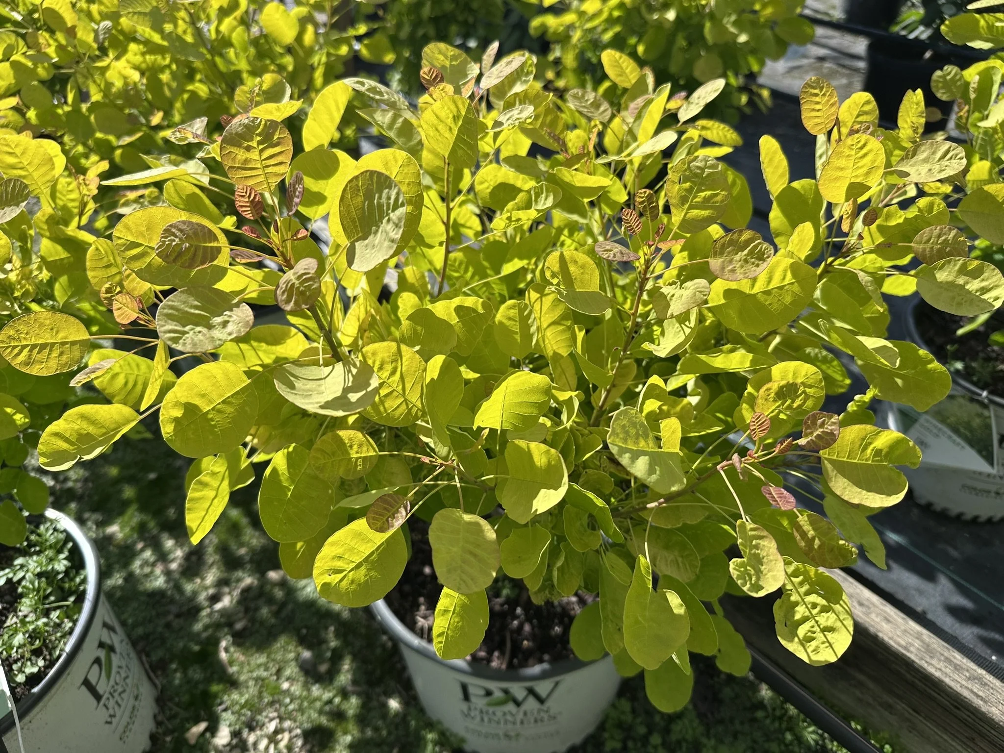 Cotinus Wine Craft Gold.JPEG