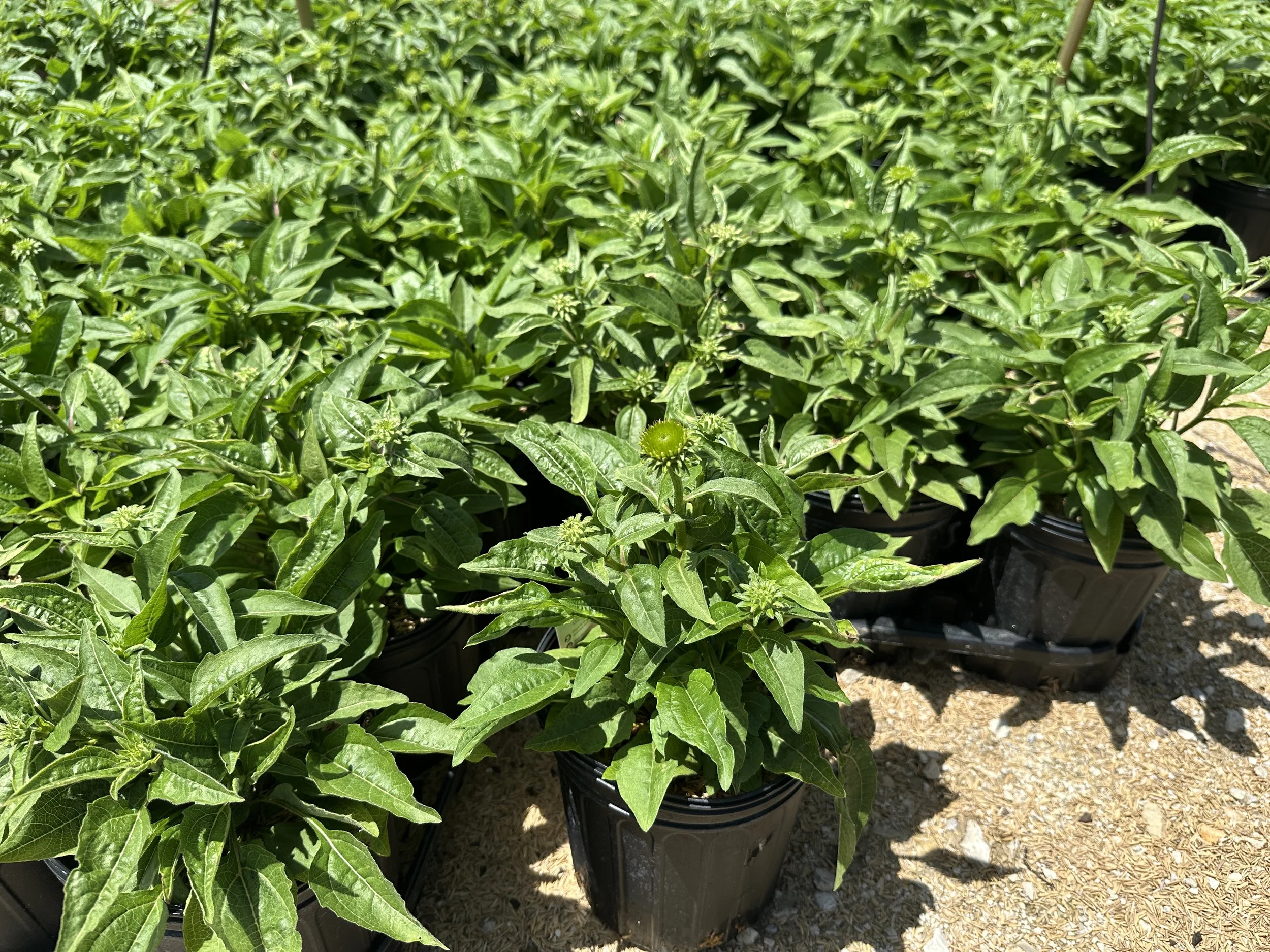 Echinacea Sombrero Salsa Red.JPG