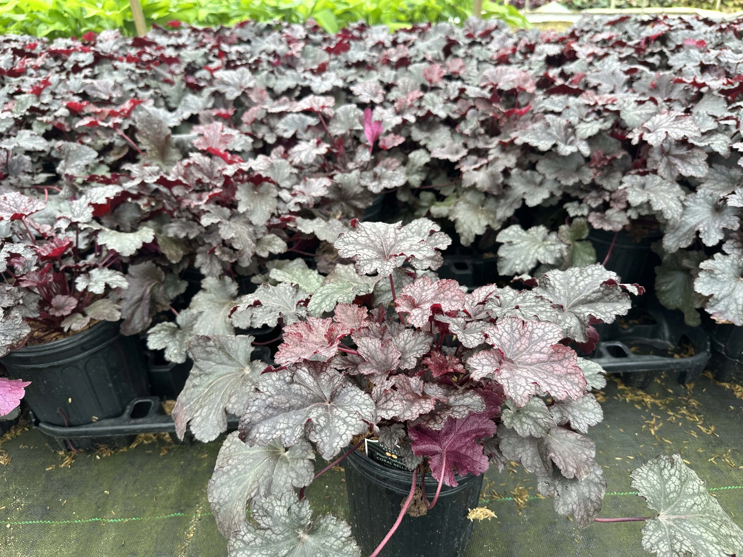 Heuchera 'Plum Pudding'