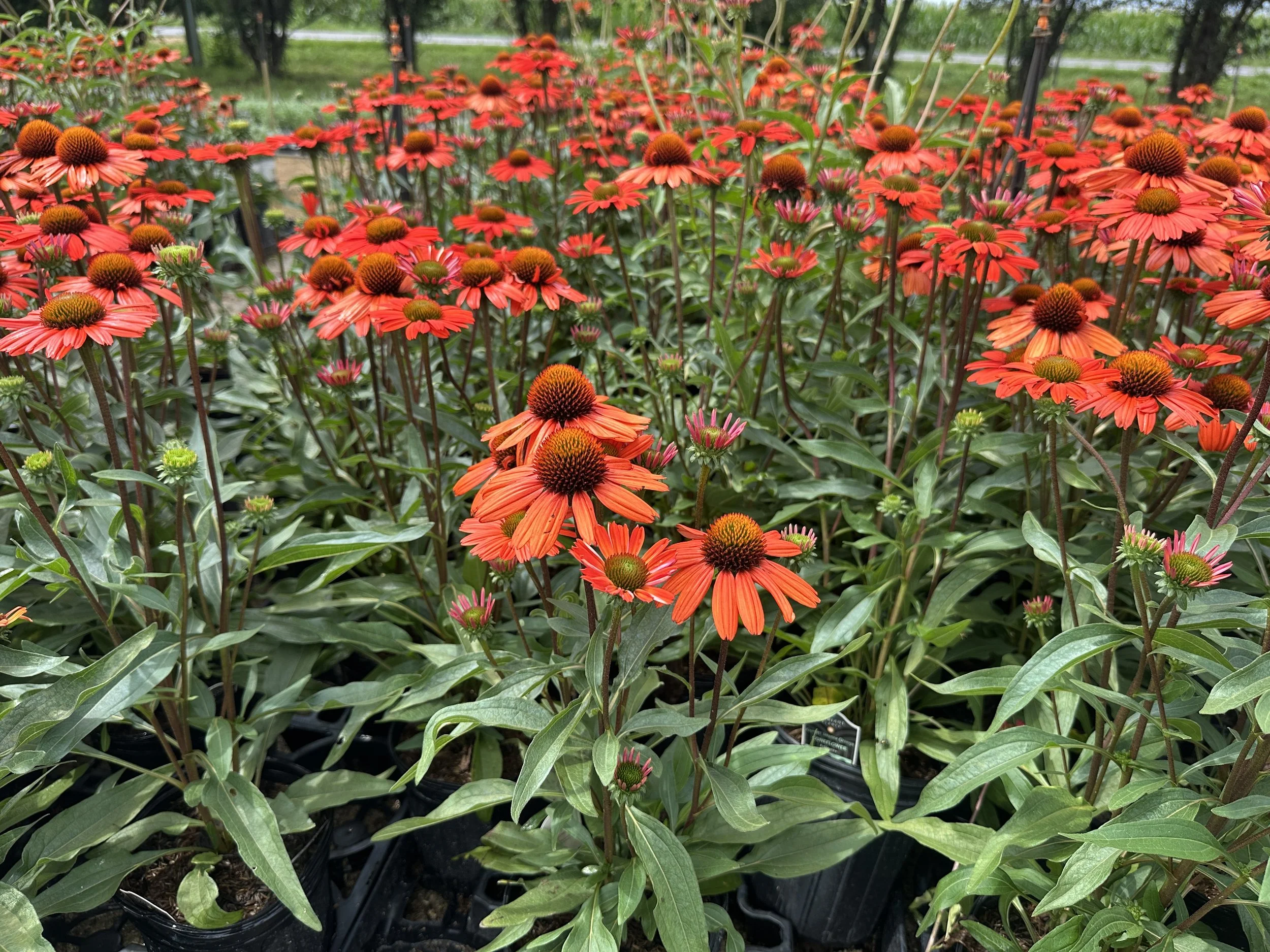 Echinacea Kismet® Intense Orange 'TNECHKIO' PP28769