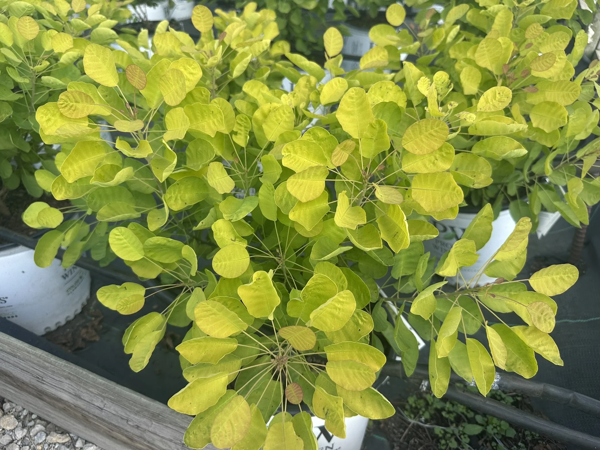 Cotinus coggygria Winecraft Gold® 'MINCOJAU3' PP30327