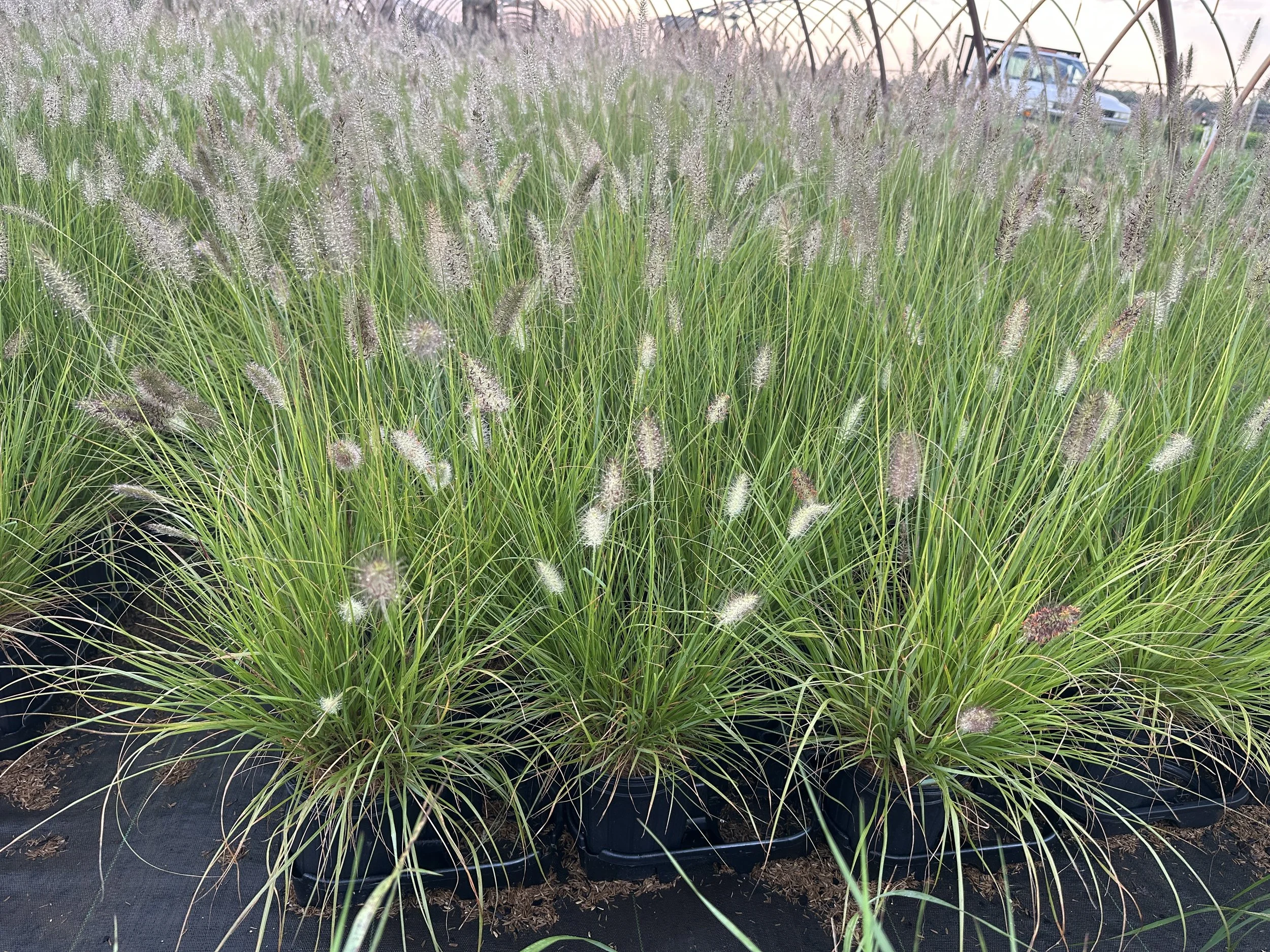 Pennisetum alopecuroides 'Hameln'