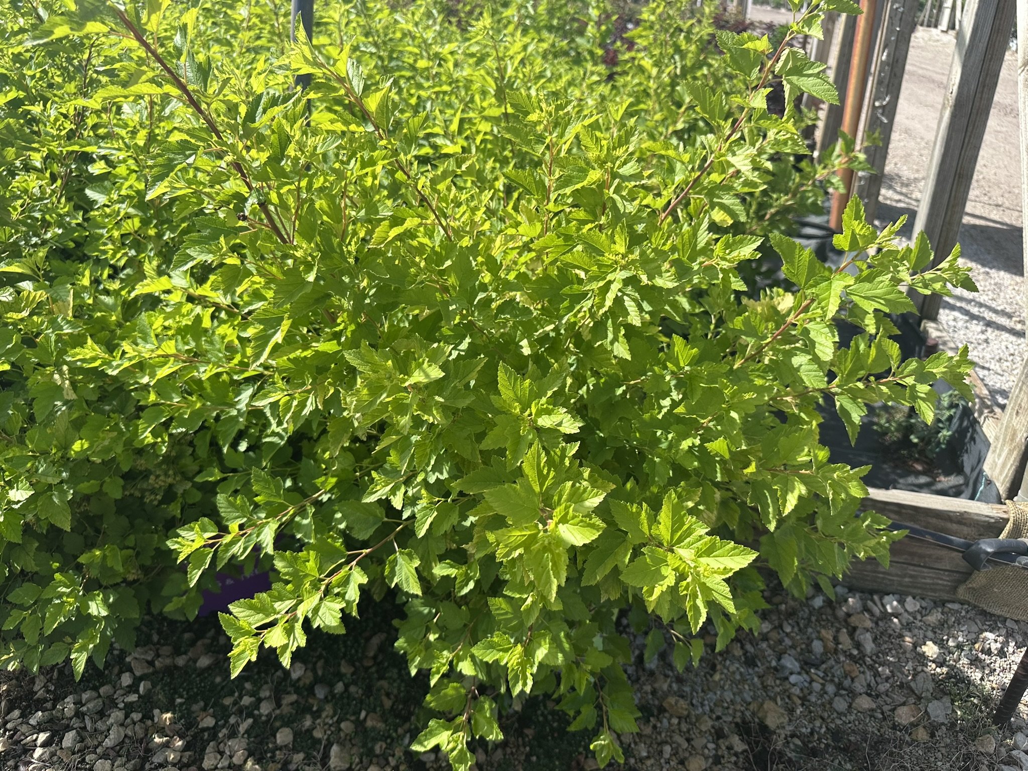 Physocarpus op. Honeycomb® 'ZLENora' PP34624