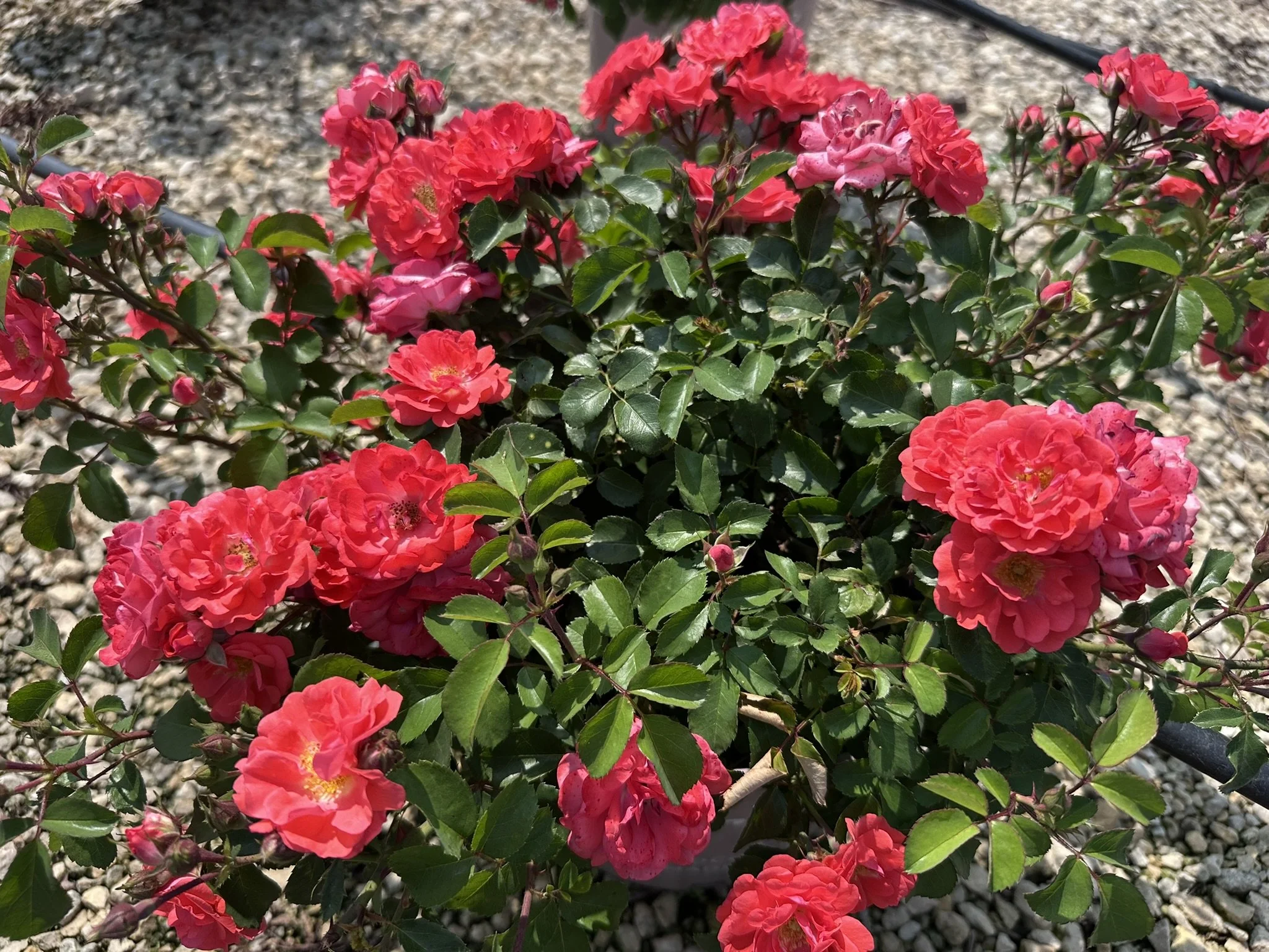 Rosa Coral Drift® 'Meidrifora' PP19148
