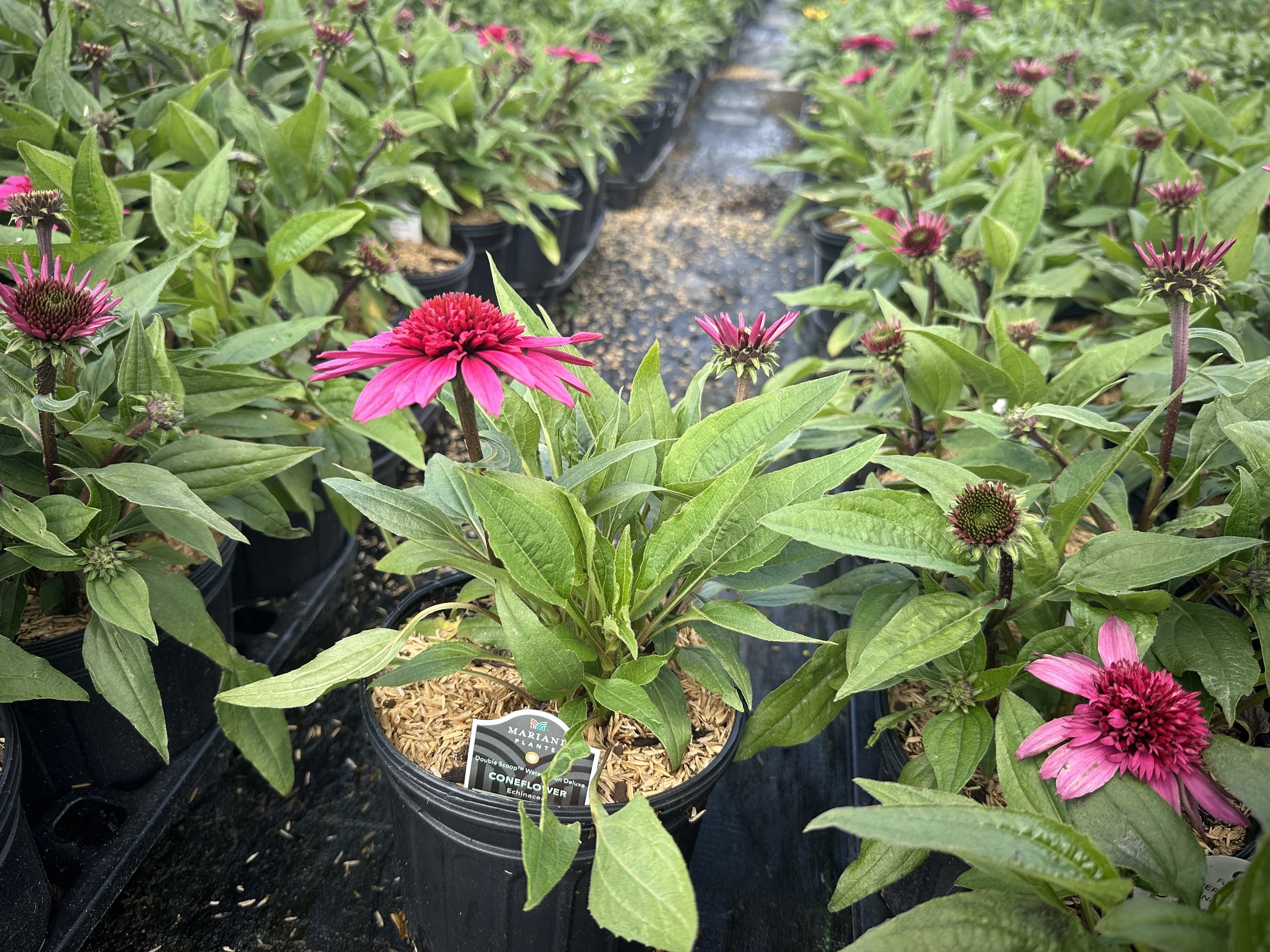 Echinacea Double Scoop™ Watermelon Deluxe