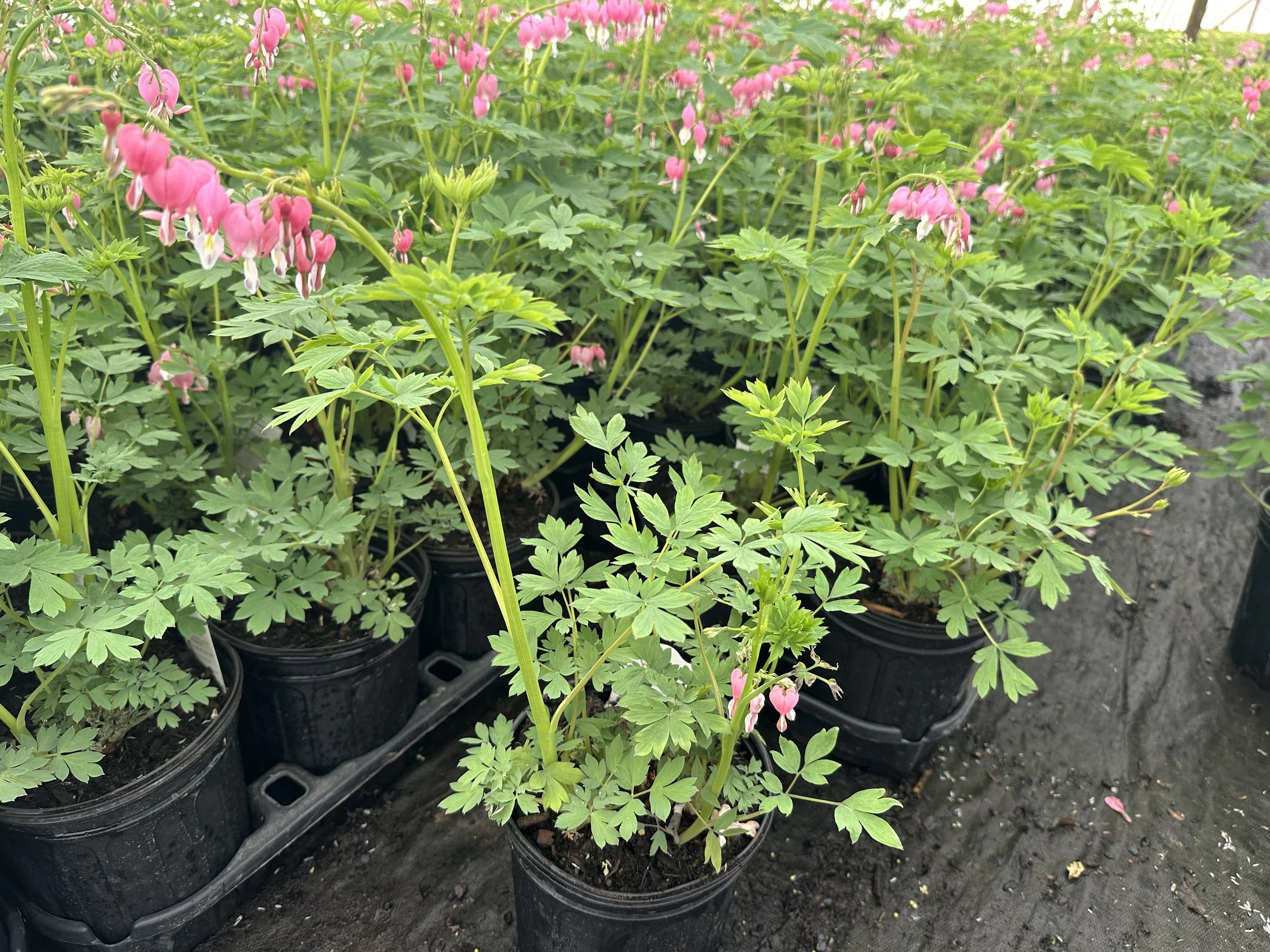 Dicentra spectabilis