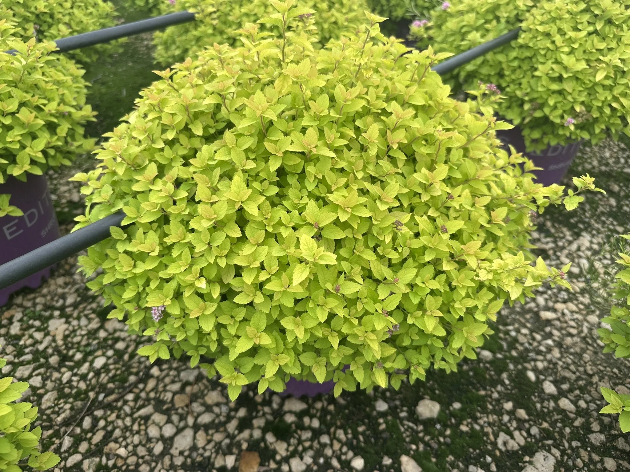 Spiraea FE Sundrop.JPEG