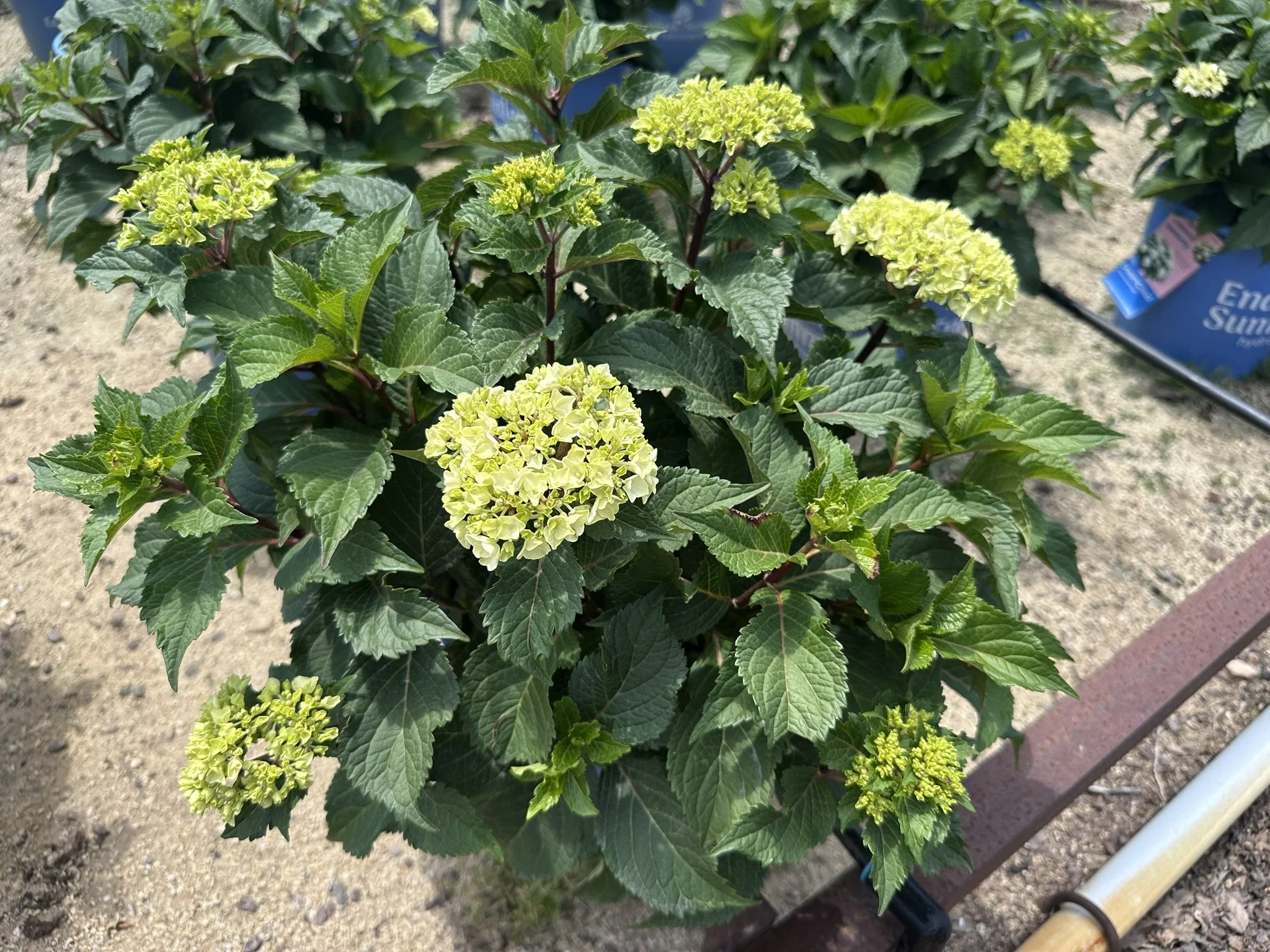 Hydrangea m. Endless Summer® DreamCloud® 'BAILMACEIGHT' PP36306
