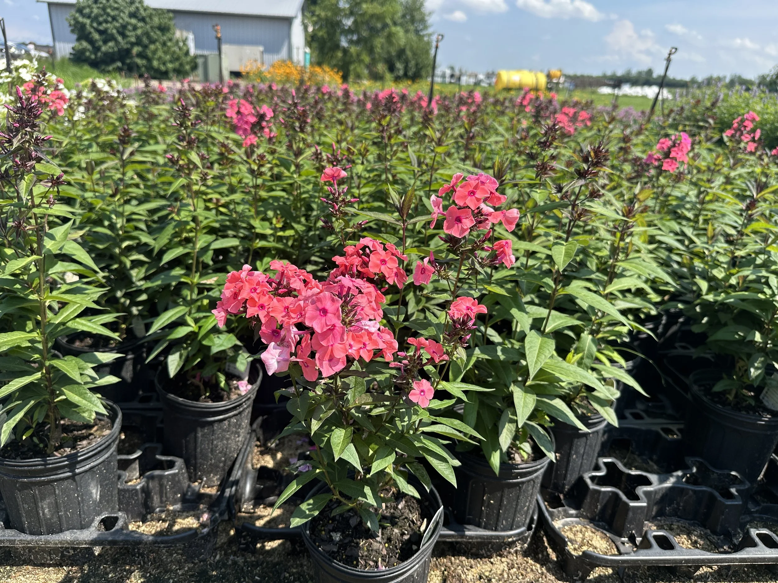 Phlox paniculata Candy Store® Coral Crème Drop™ 'DITOMDRE' PP20907