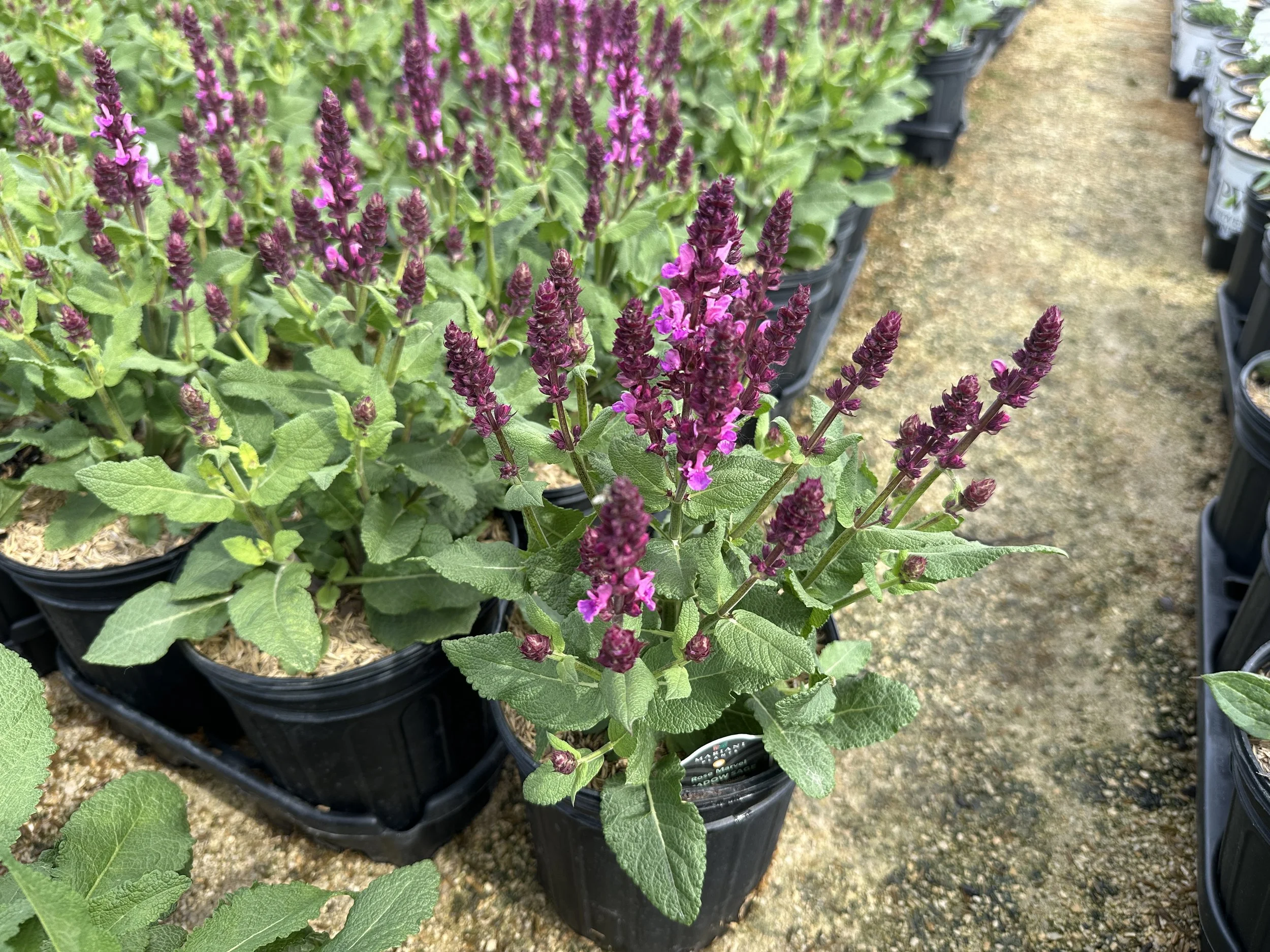 Salvia nemorosa 'Rose Marvel' PP30118