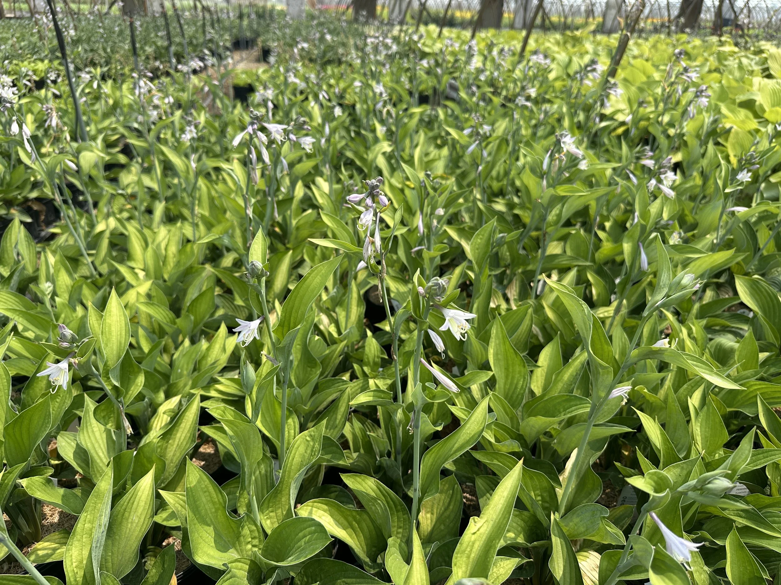 Hosta Gold Standard.JPG