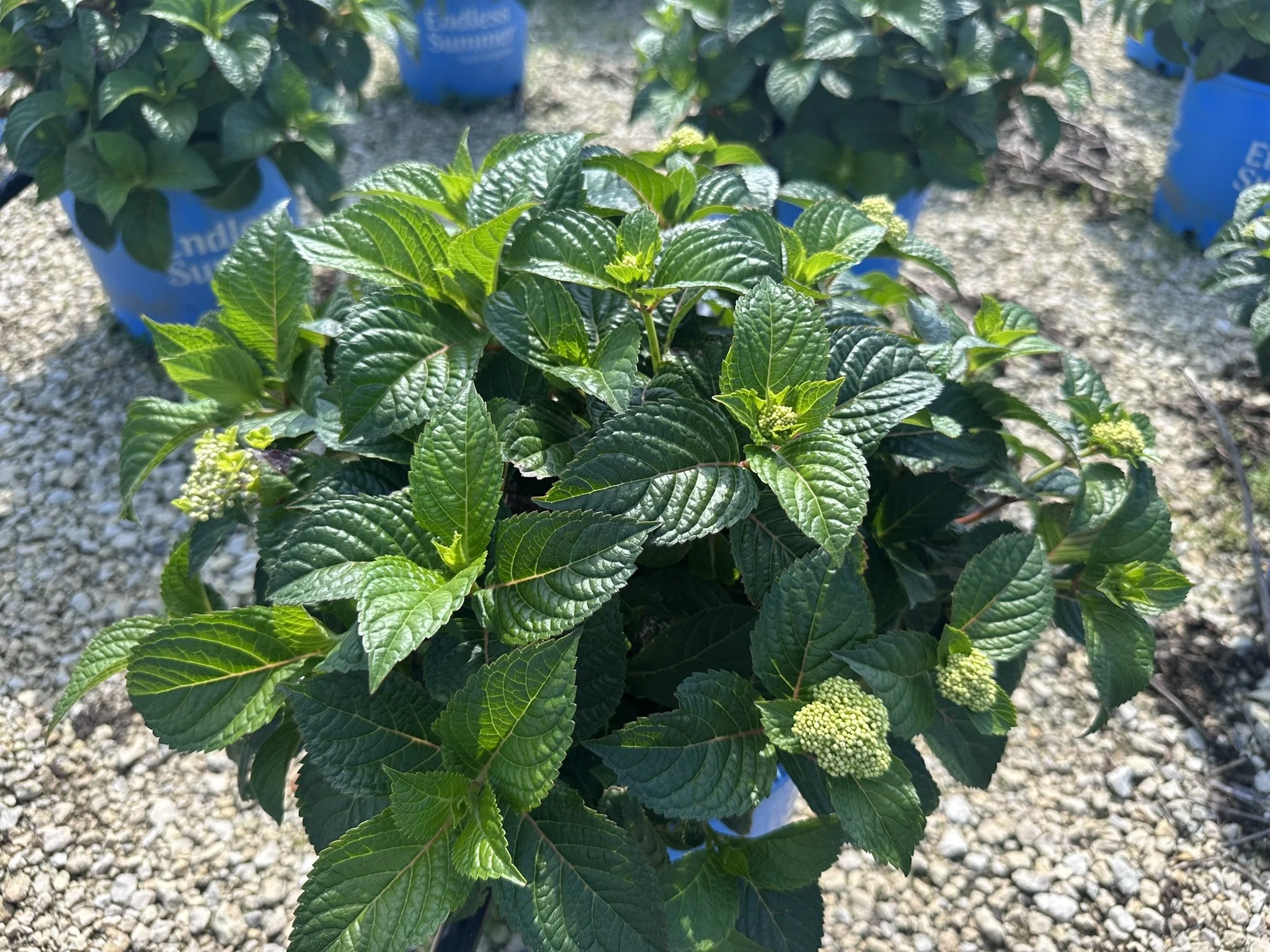 Hydrangea macrophylla Pop Star® 'BAILMACSIX' PP33703