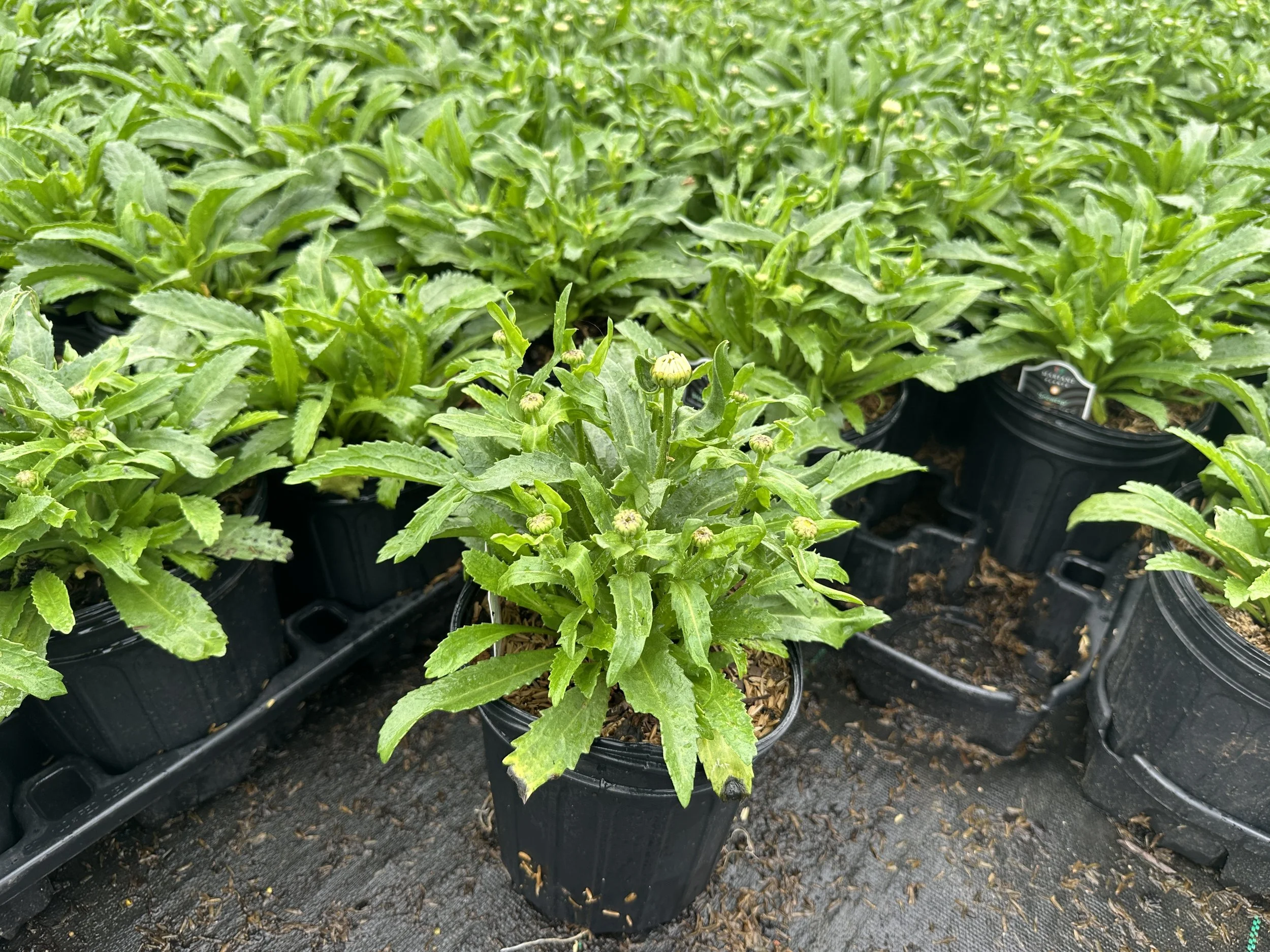 Leucanthemum superbum 'Snowcap'