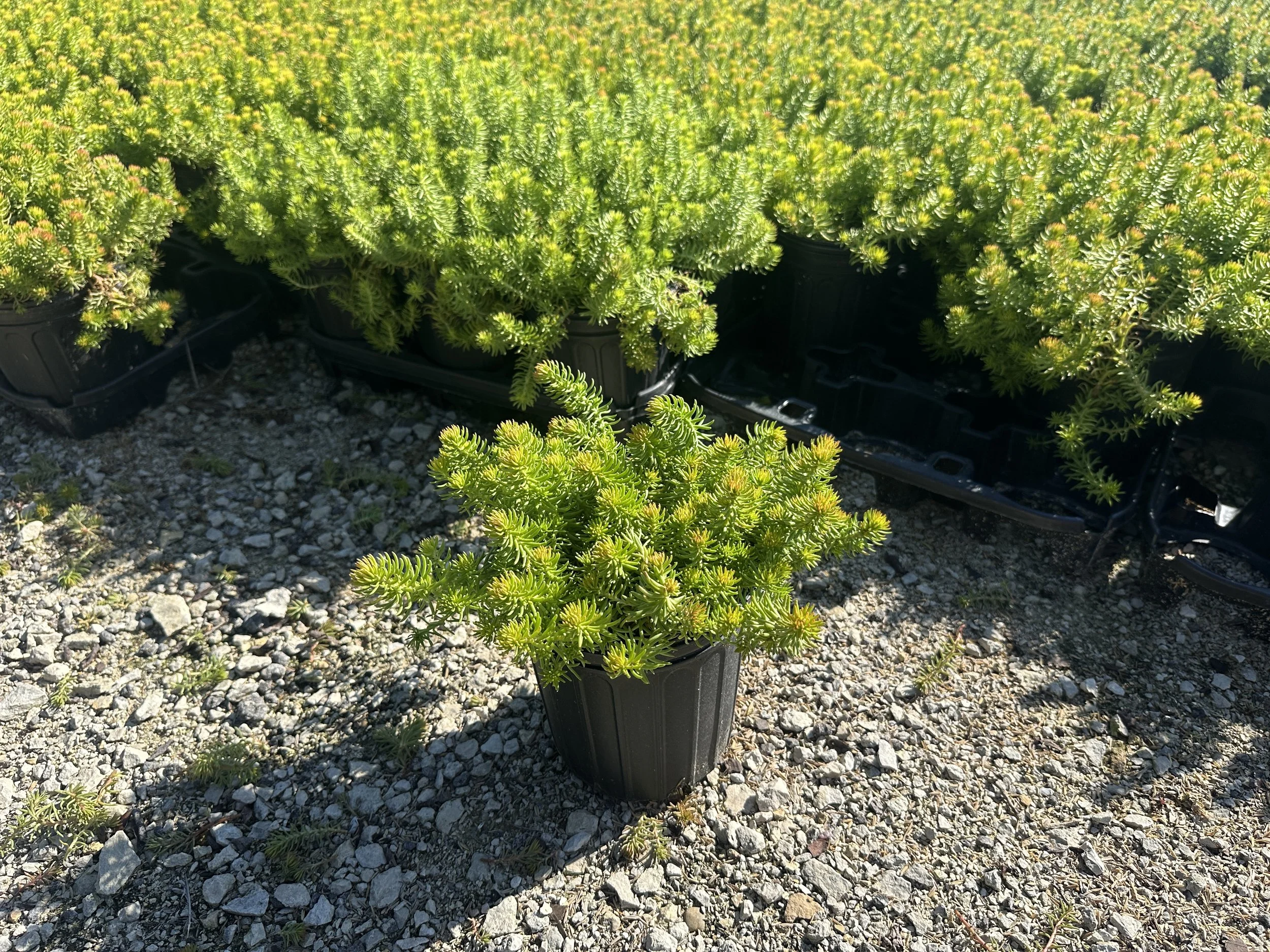 Sedum rupestre 'Angelina'
